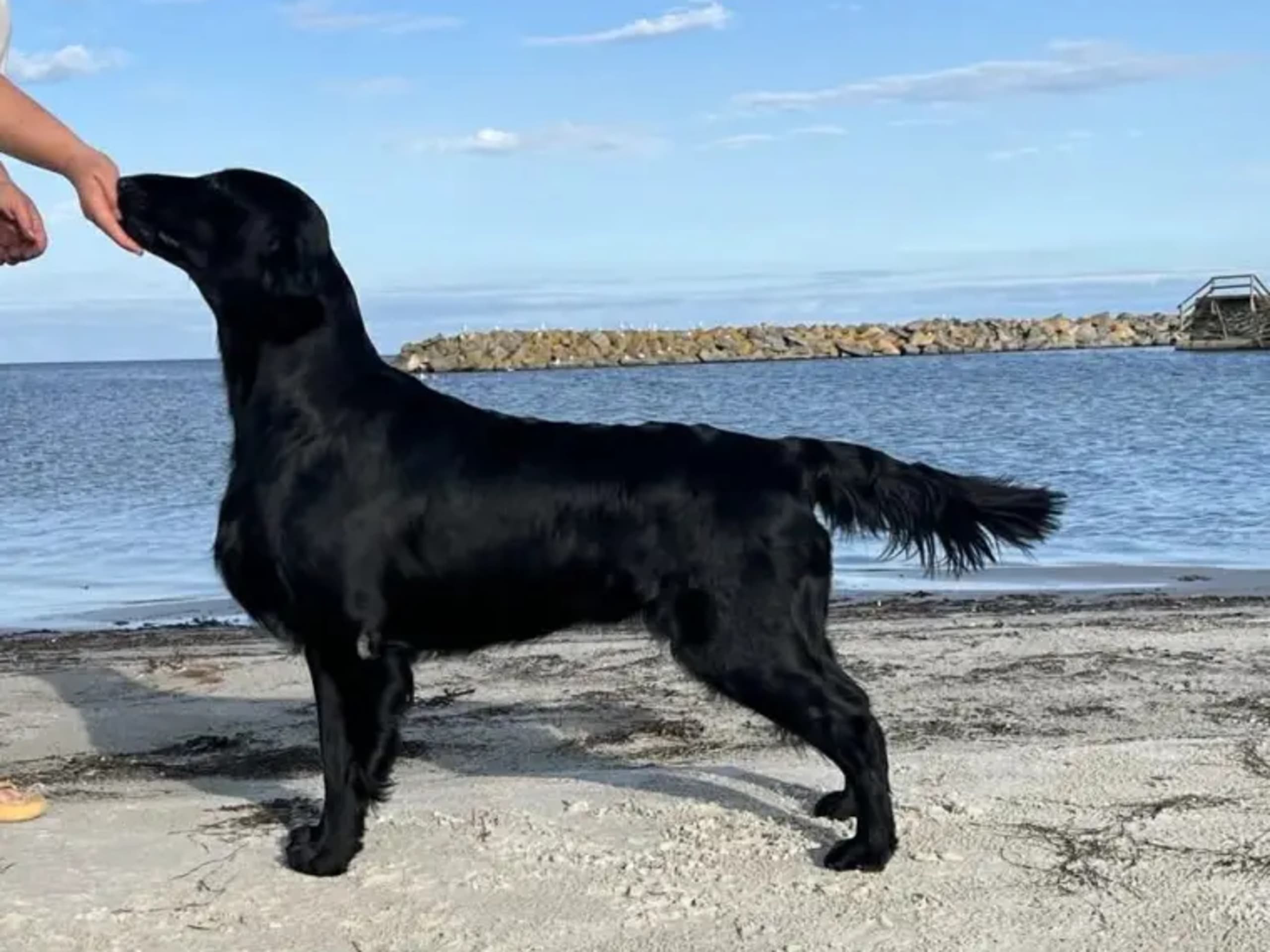 Flat coated retriever · Hobøl · Flatnews