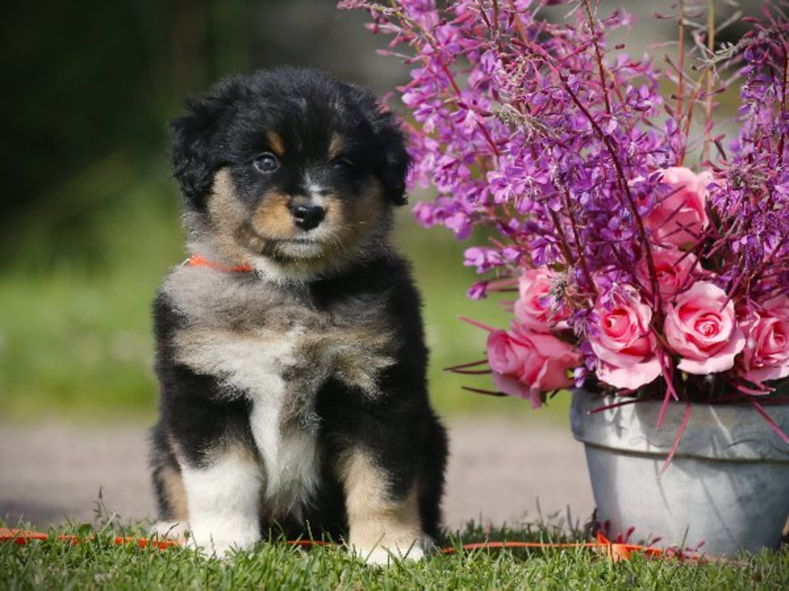 Miniature american shepherd · Hjo · Amazing Sun Fairy