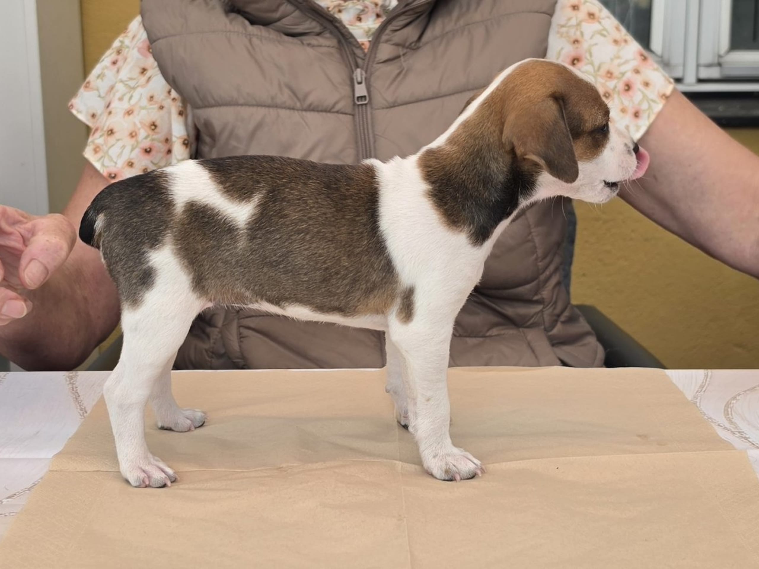 Dansk-svensk gårdhund · Hörby · Sniberups