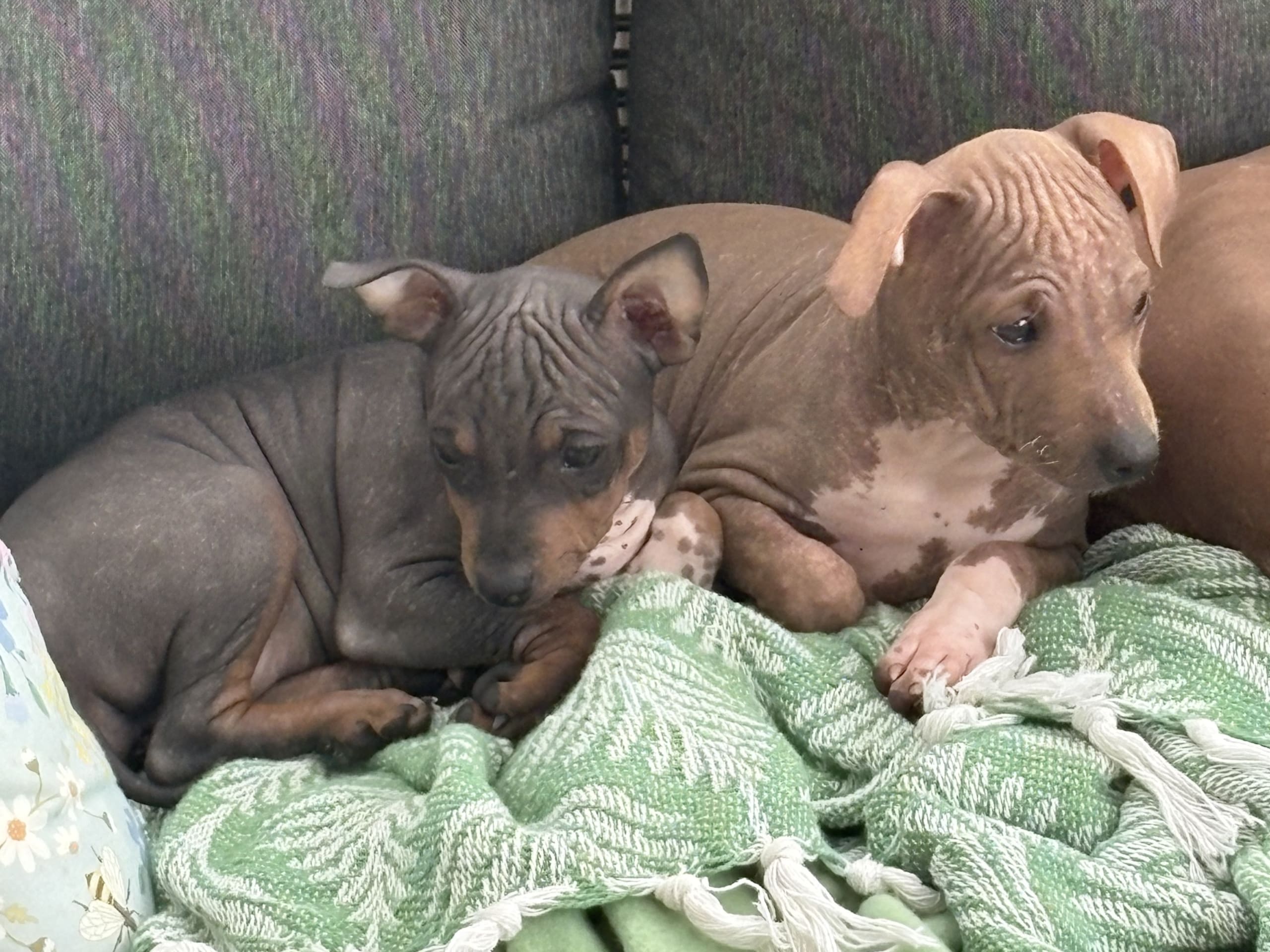 American hairless terrier · Mellerud · Ticket to win