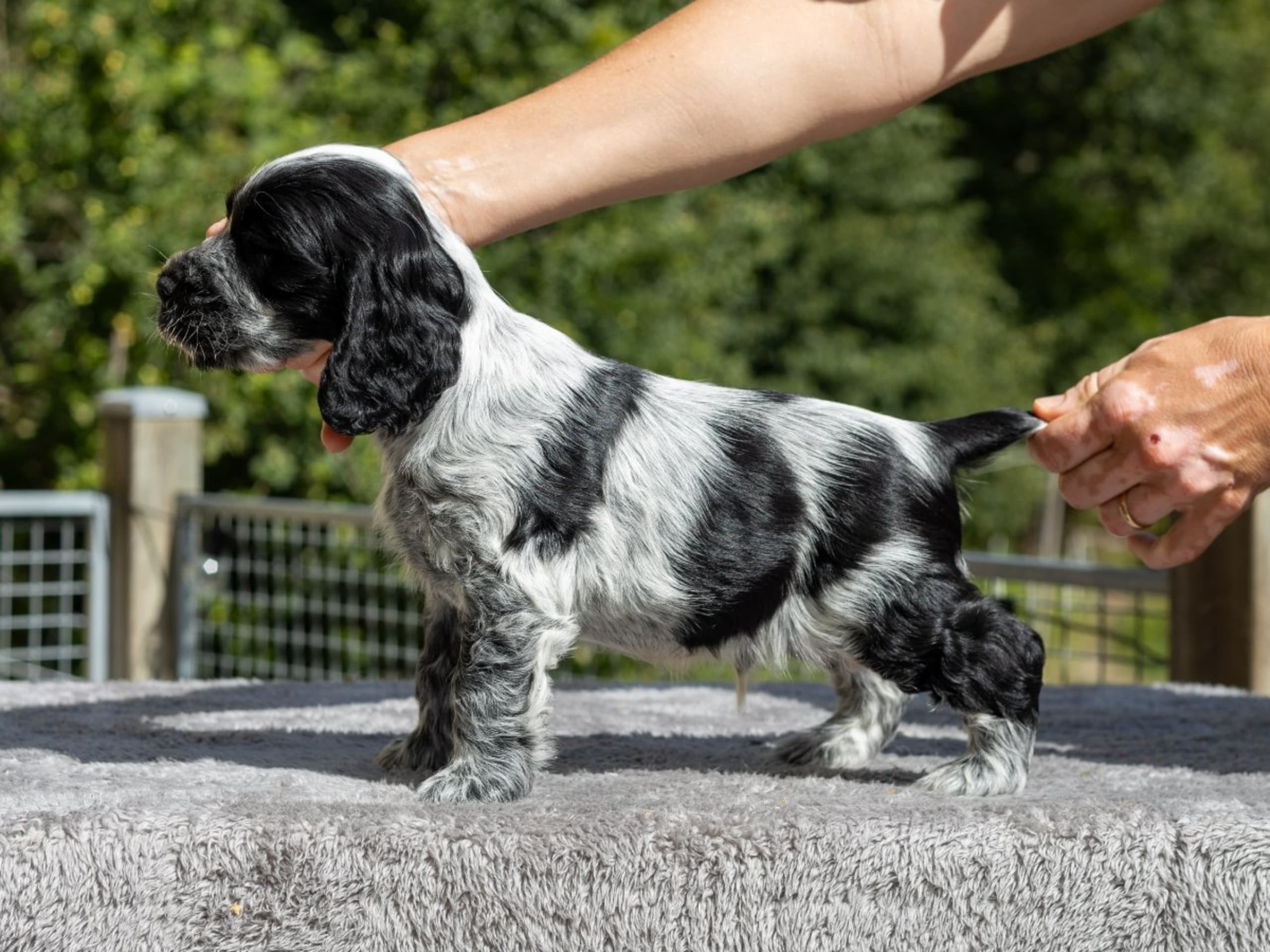 Cocker spaniel · Trollhättan · Perchwater