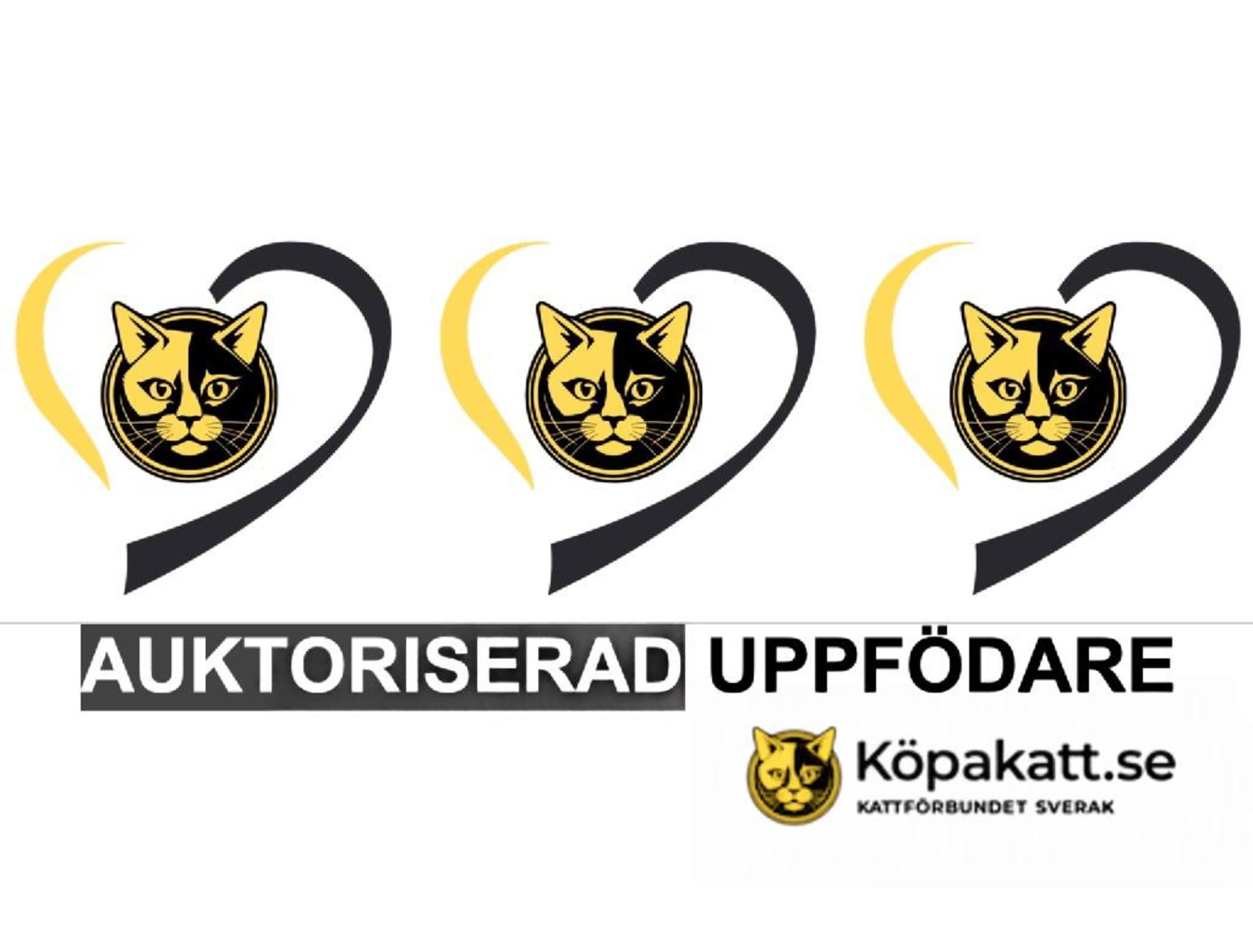 Burma (Sacred Birman) · Hjärup · S*Piapizzi's