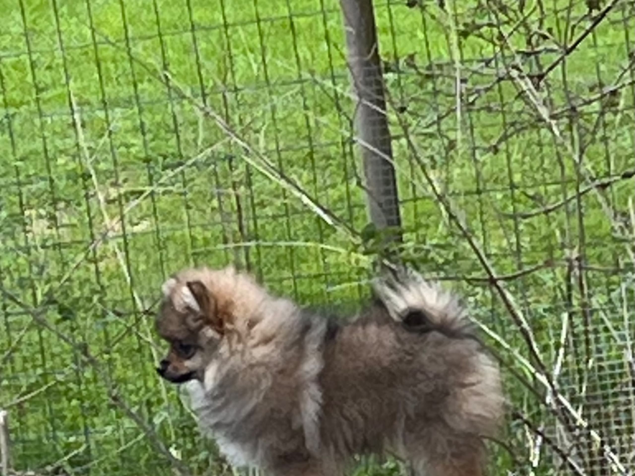 Kleinspitz · Storfors · Vallgårdens