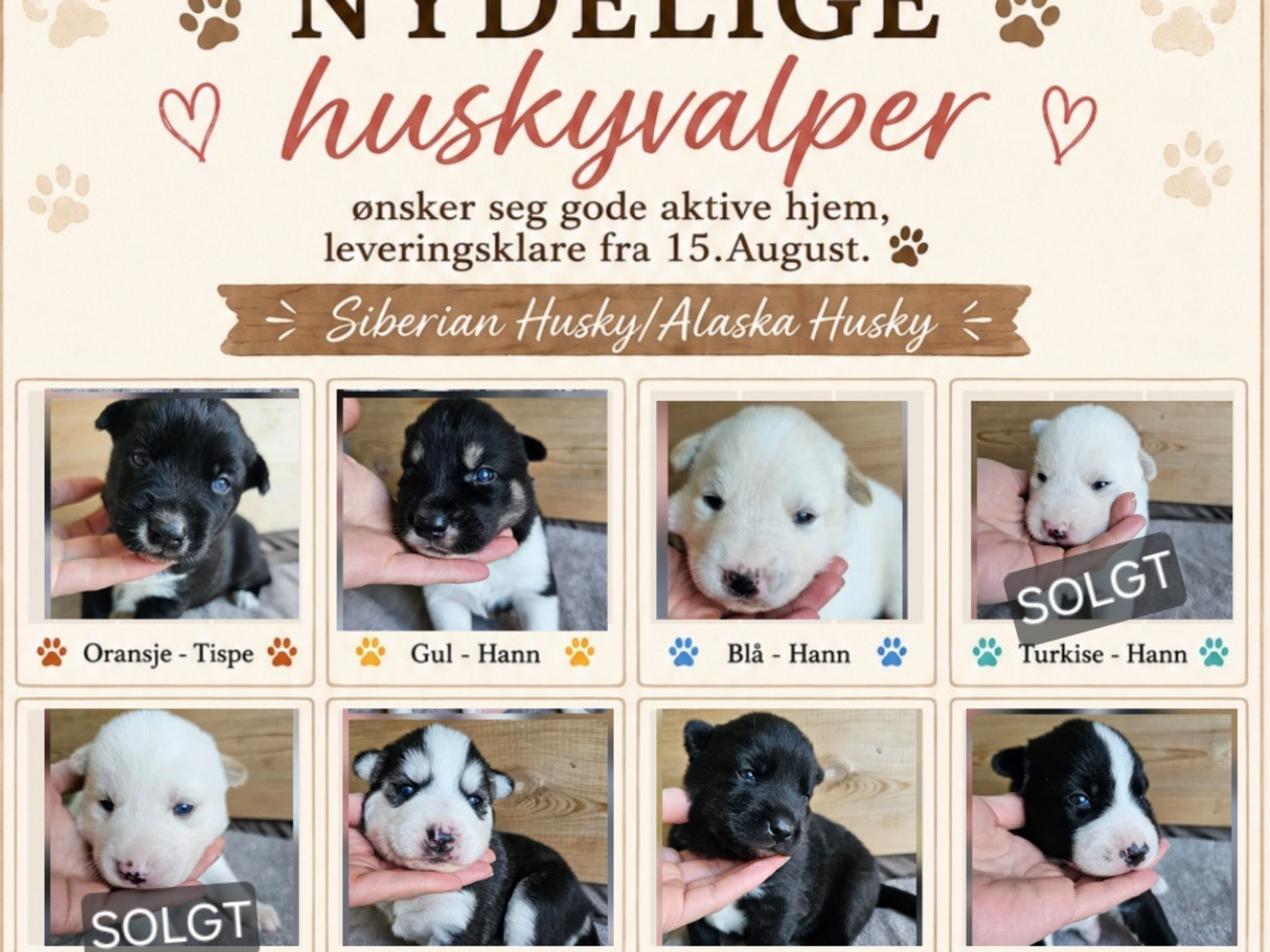 Siberian Husky/Alaska Husky · Kolbu · Bjerkehagen Husky