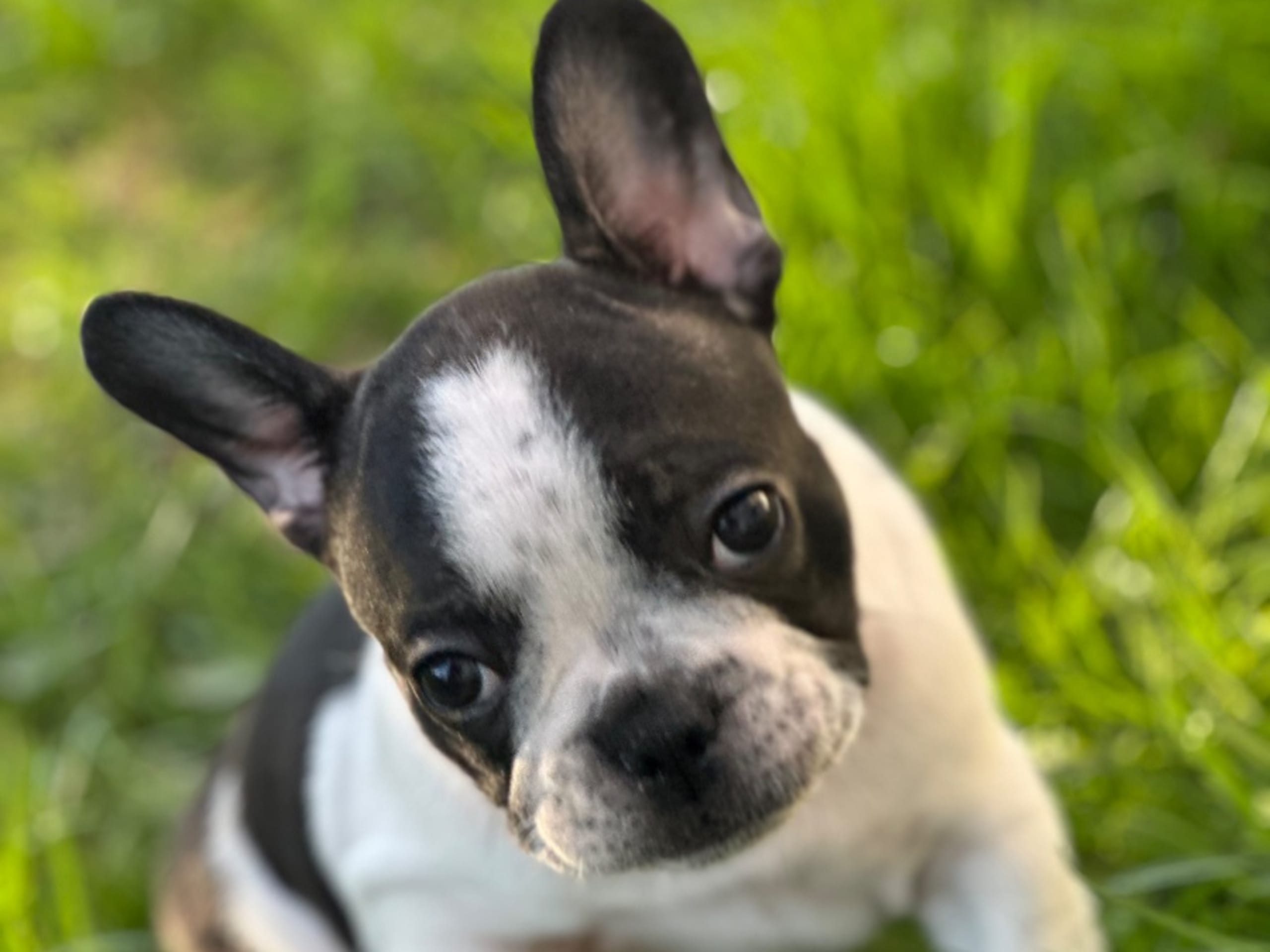 Fransk bulldogg