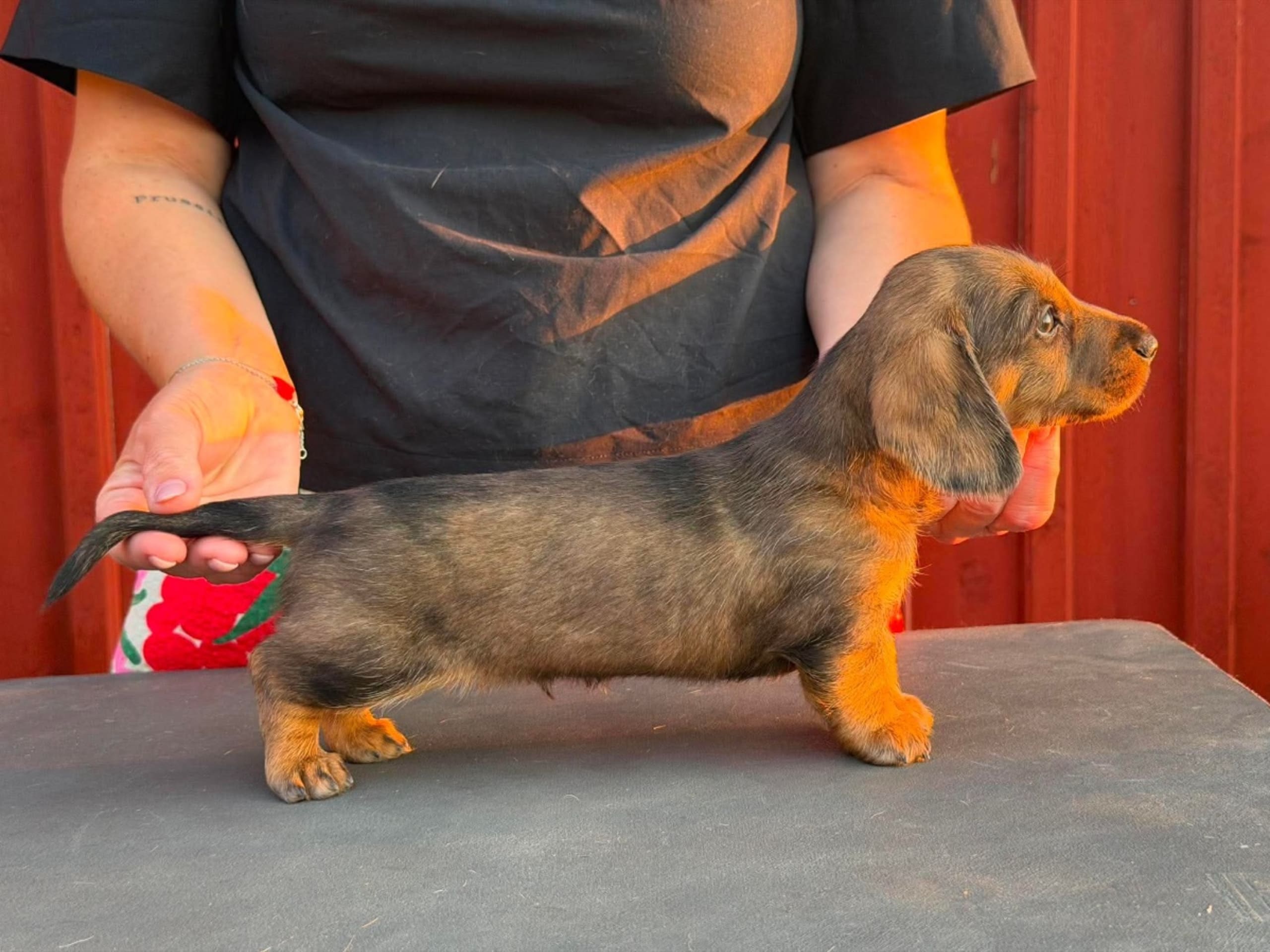 Tax · Kungsör · Teckelpaws