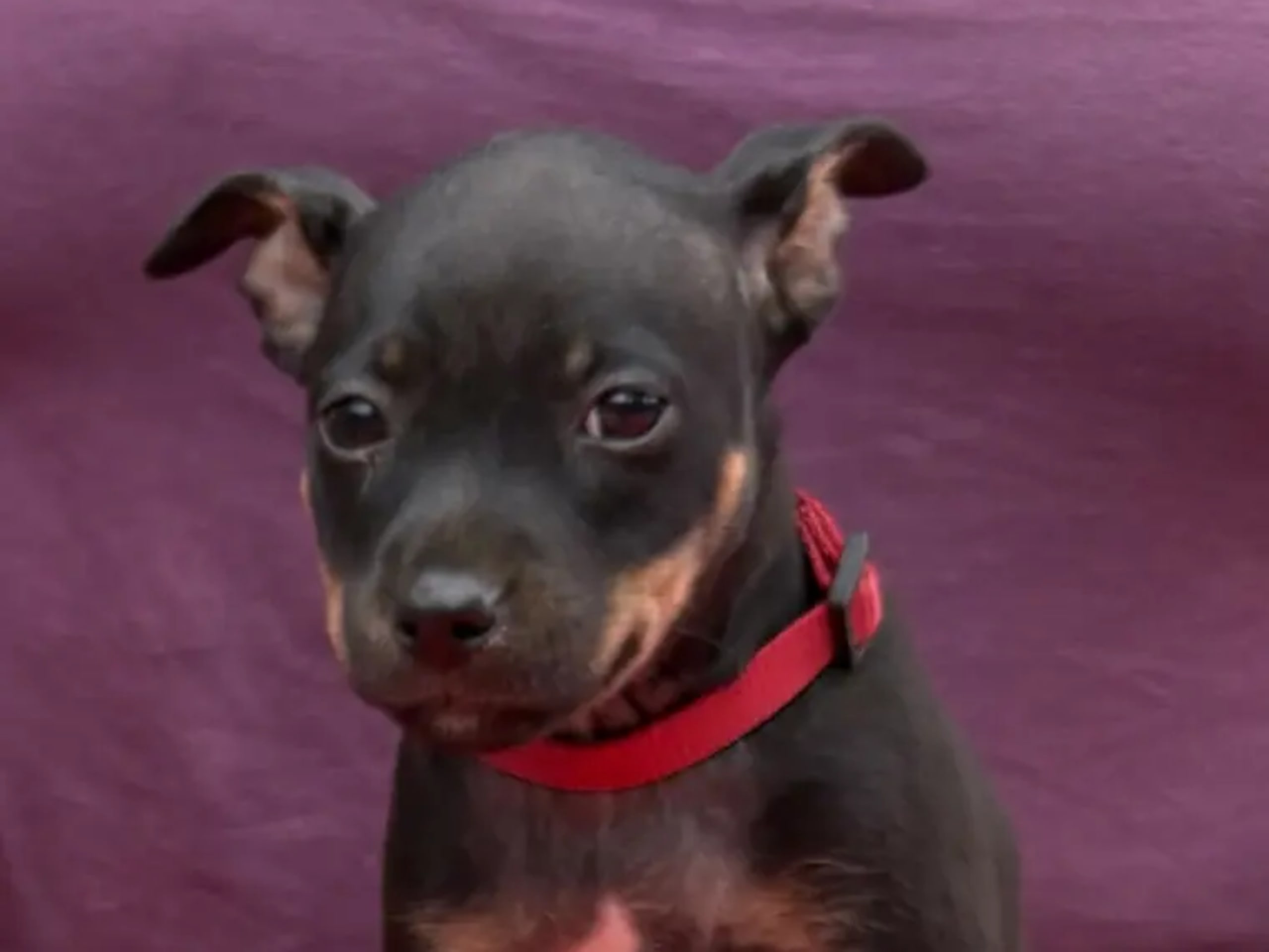 American Hairless Terrier · Arneberg · Evy Johanne Indahl Fredhjem