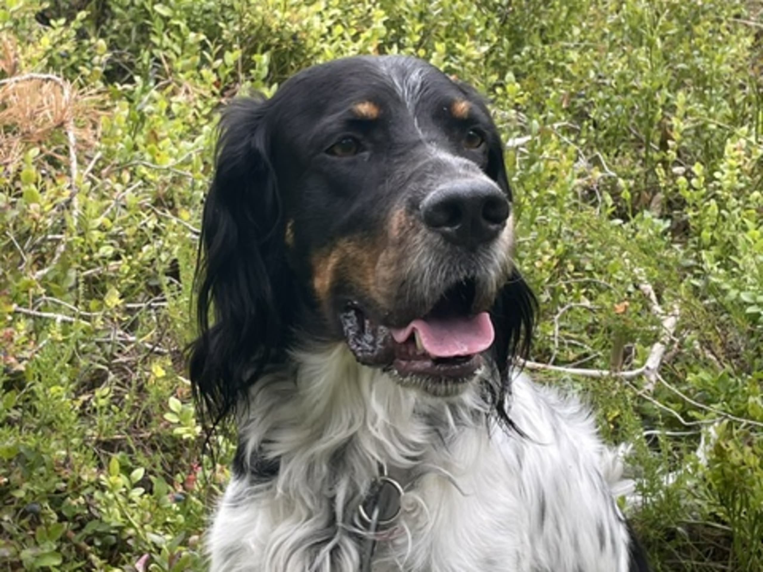 English Setter · Risør · Sverre T.
