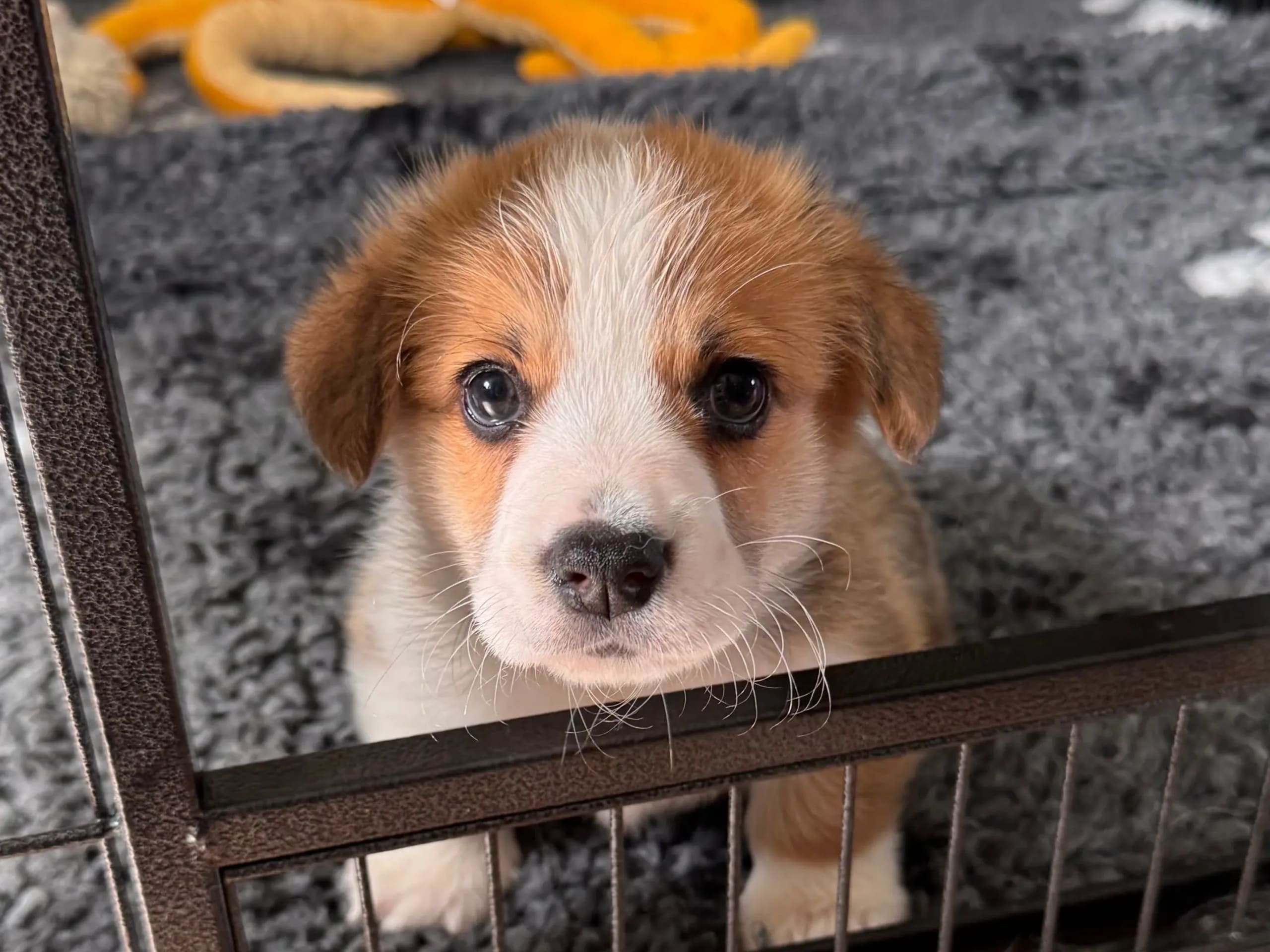 Welsh corgi pembroke · Ballangen · Stokkenes