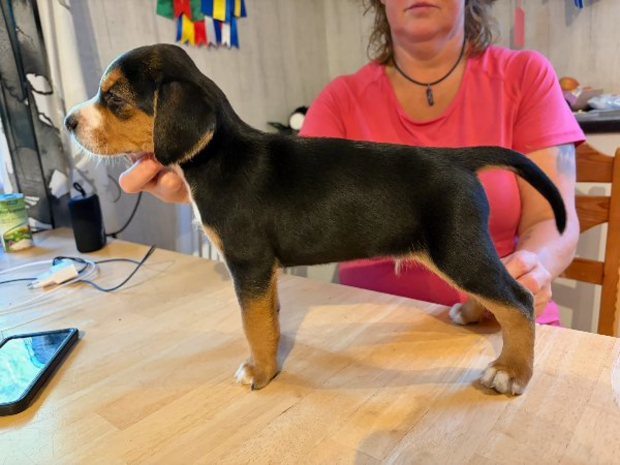 Hamilton Hound · Ramvik · Lejonklippans