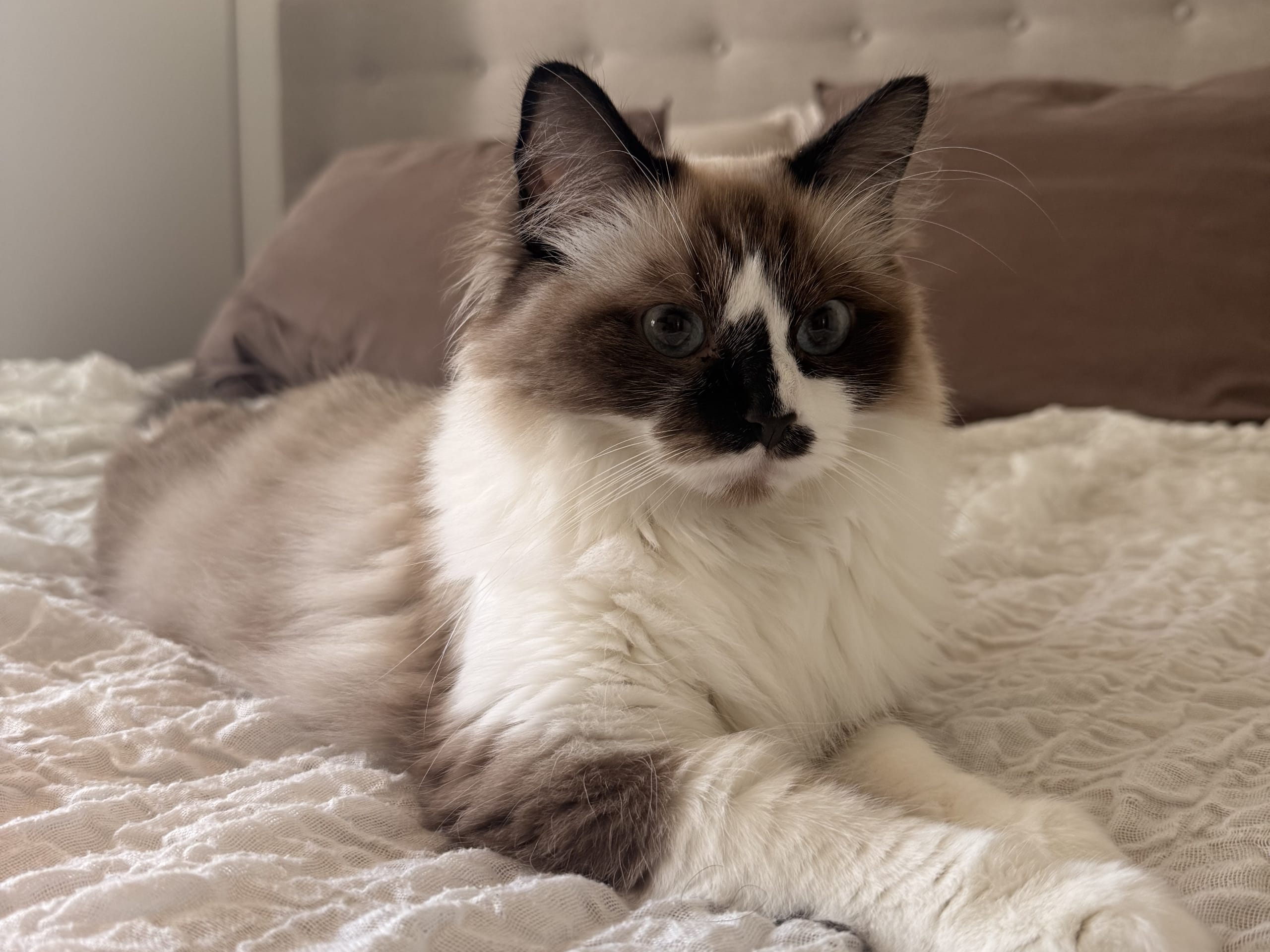 Ragdoll · Helsingborg · Victoria P.