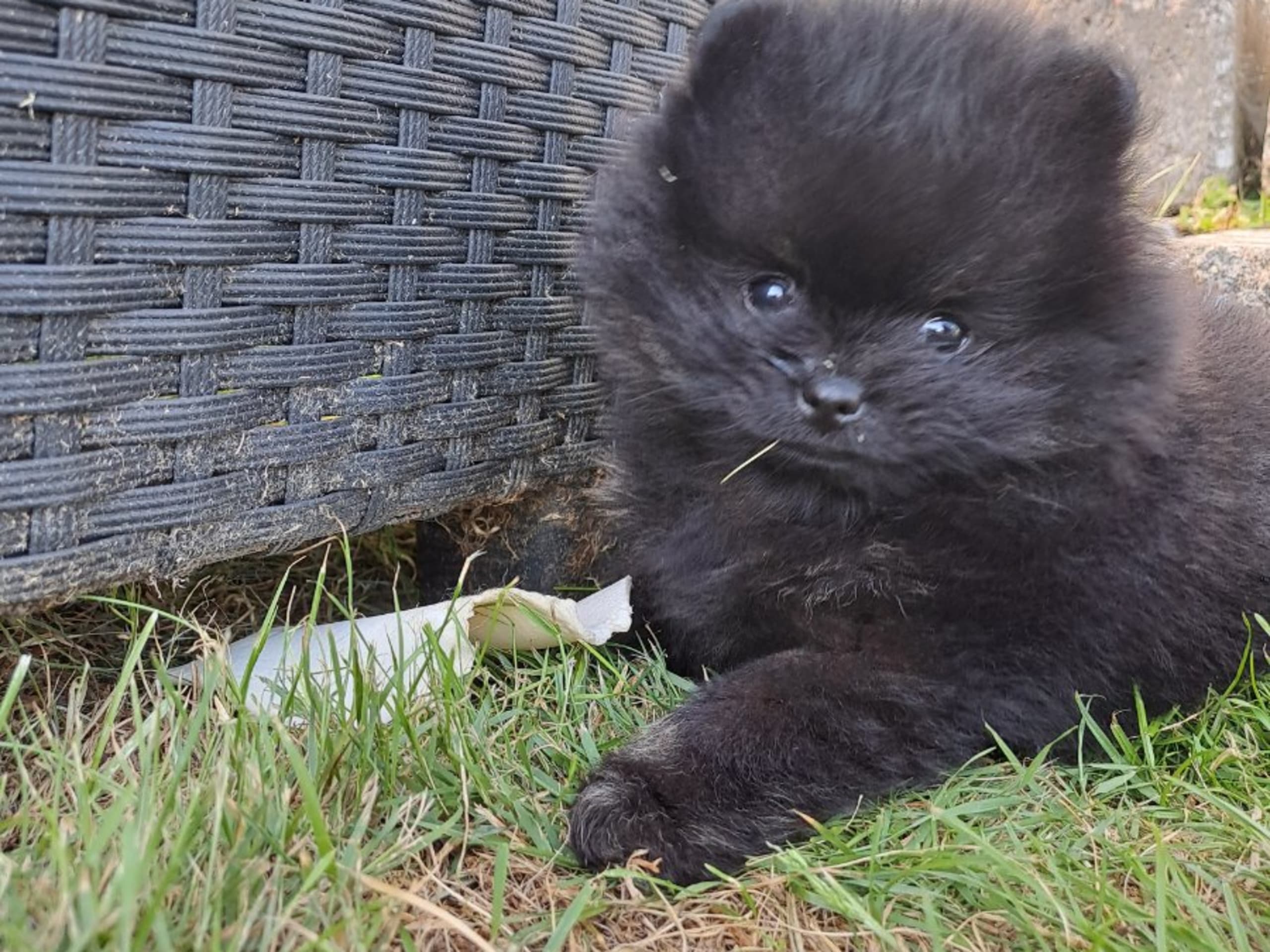 Pomeranian · Hörby · Samegulds