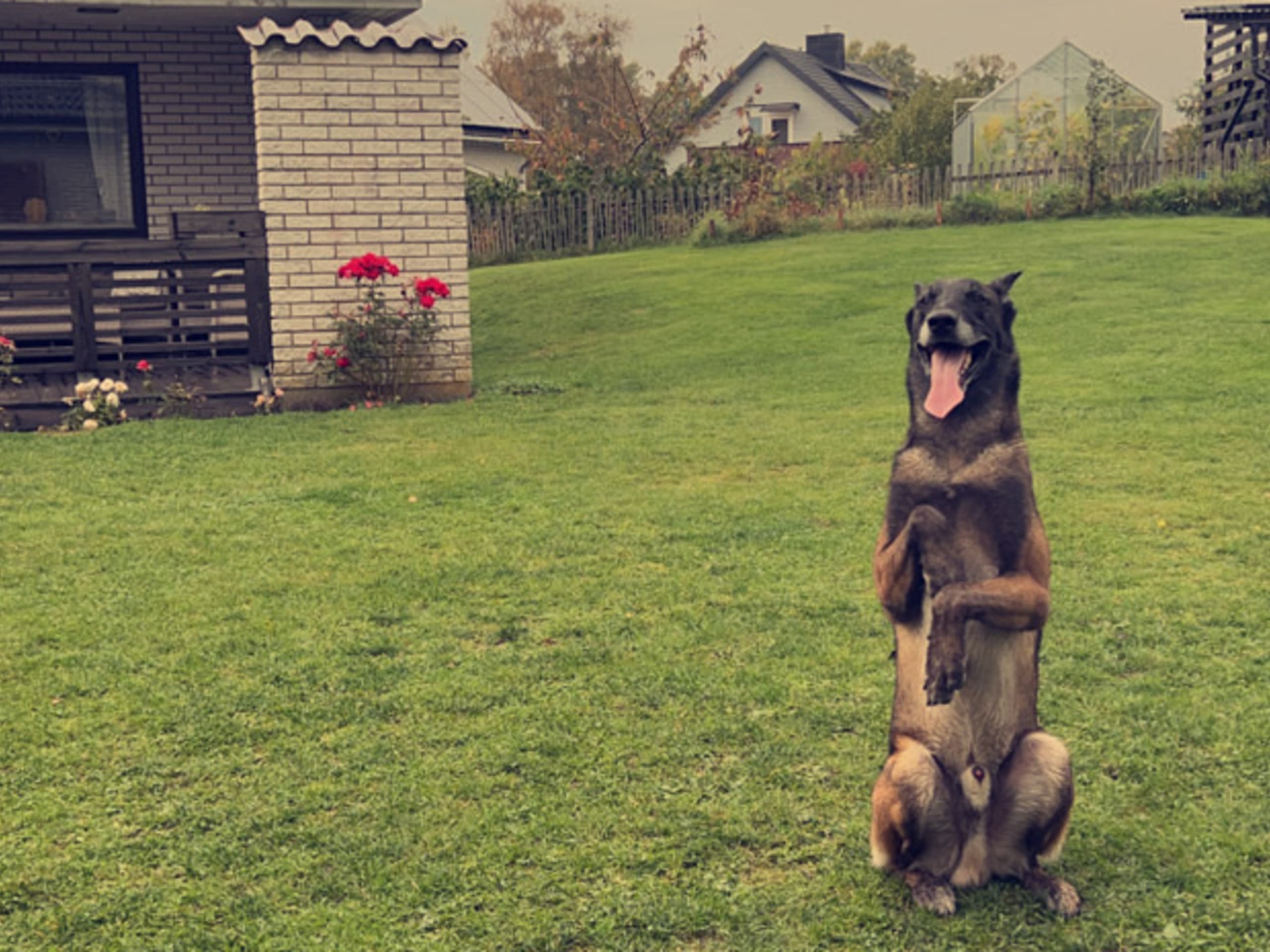 Belgisk hyrdehund – malinois