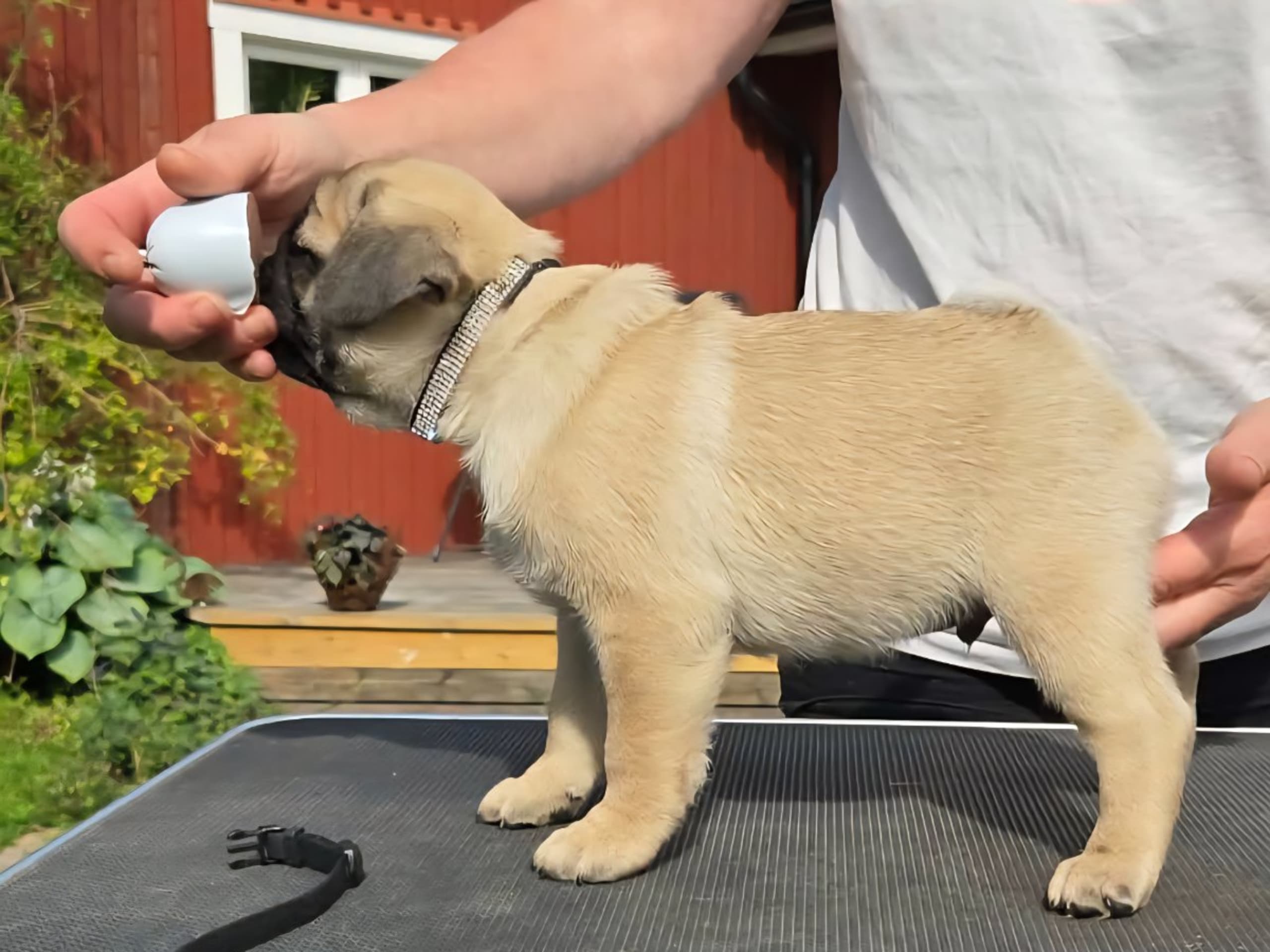 Mops