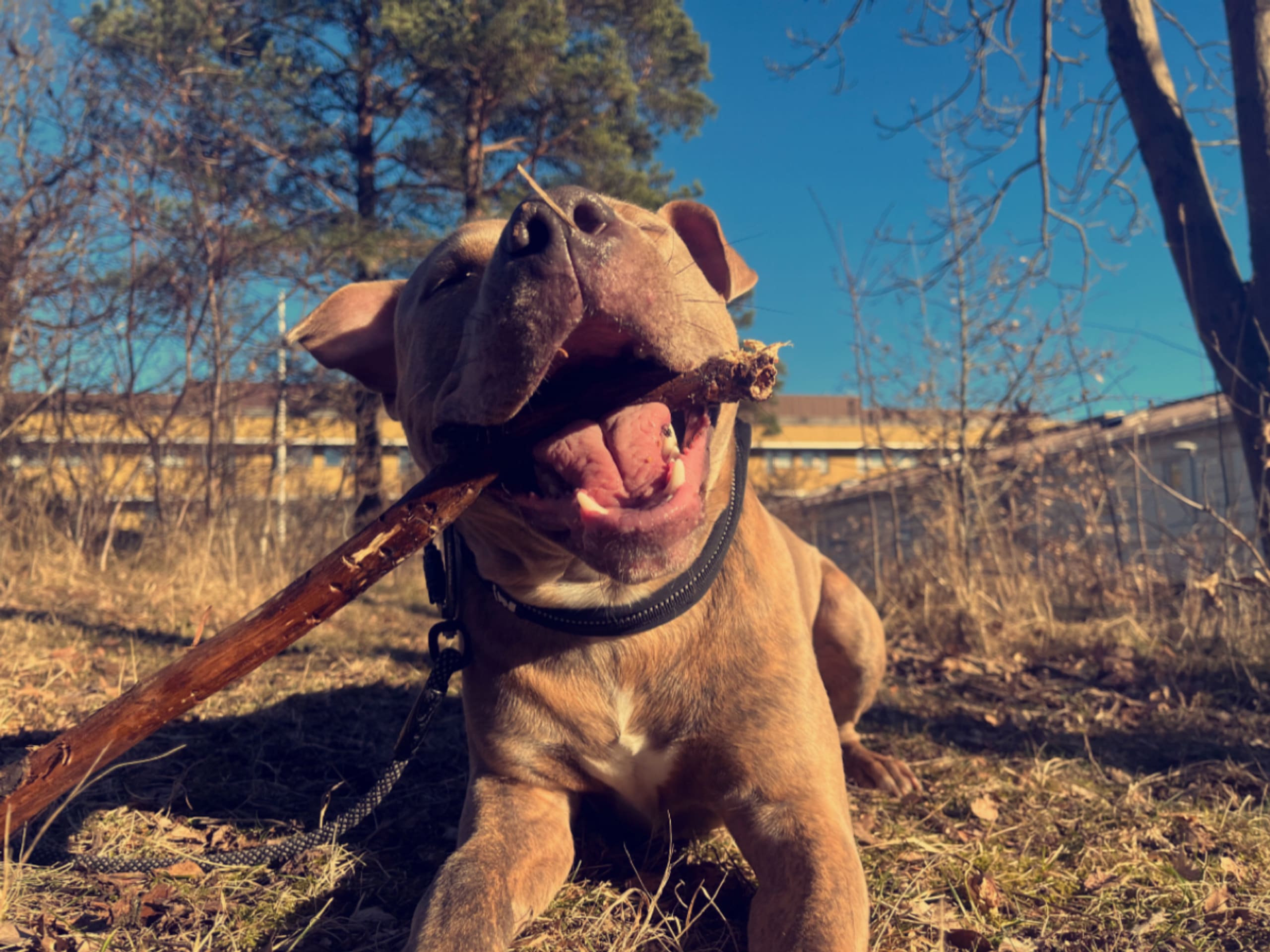 Pitbull/bully · Hisings Backa · Gabriella B.