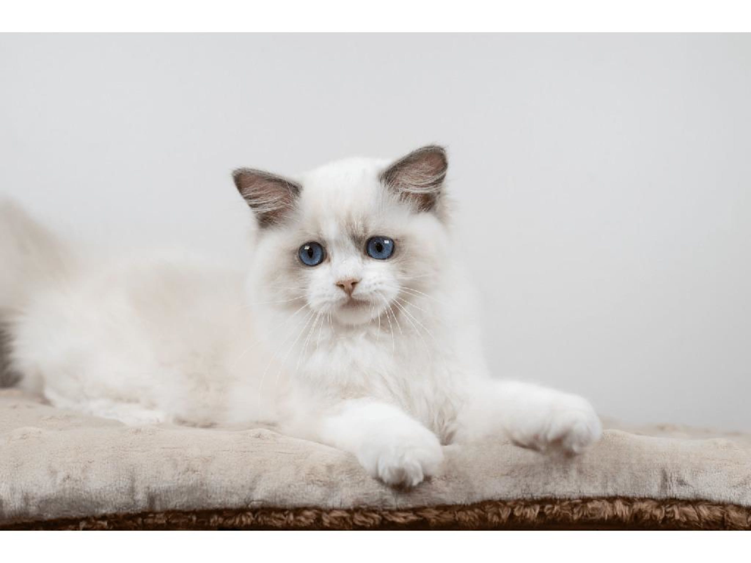 Ragdoll · Färjestaden · SE*Lil'Magics