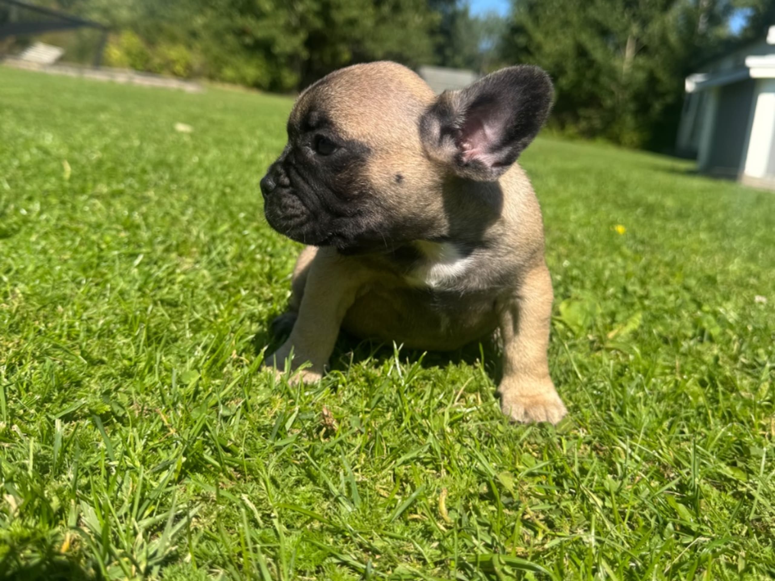 Fransk bulldogg