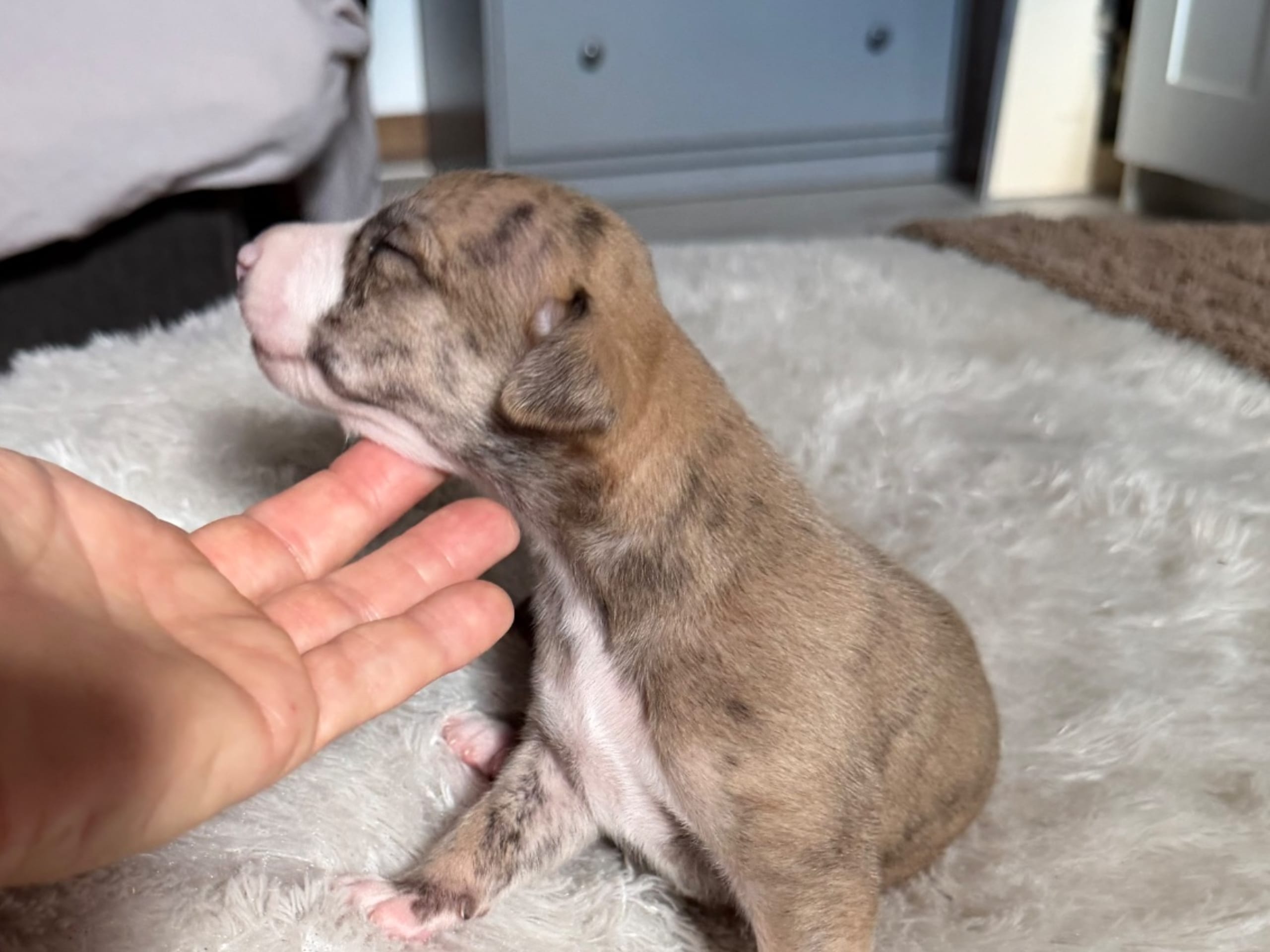 Whippet · Söderköping · Mac Bells