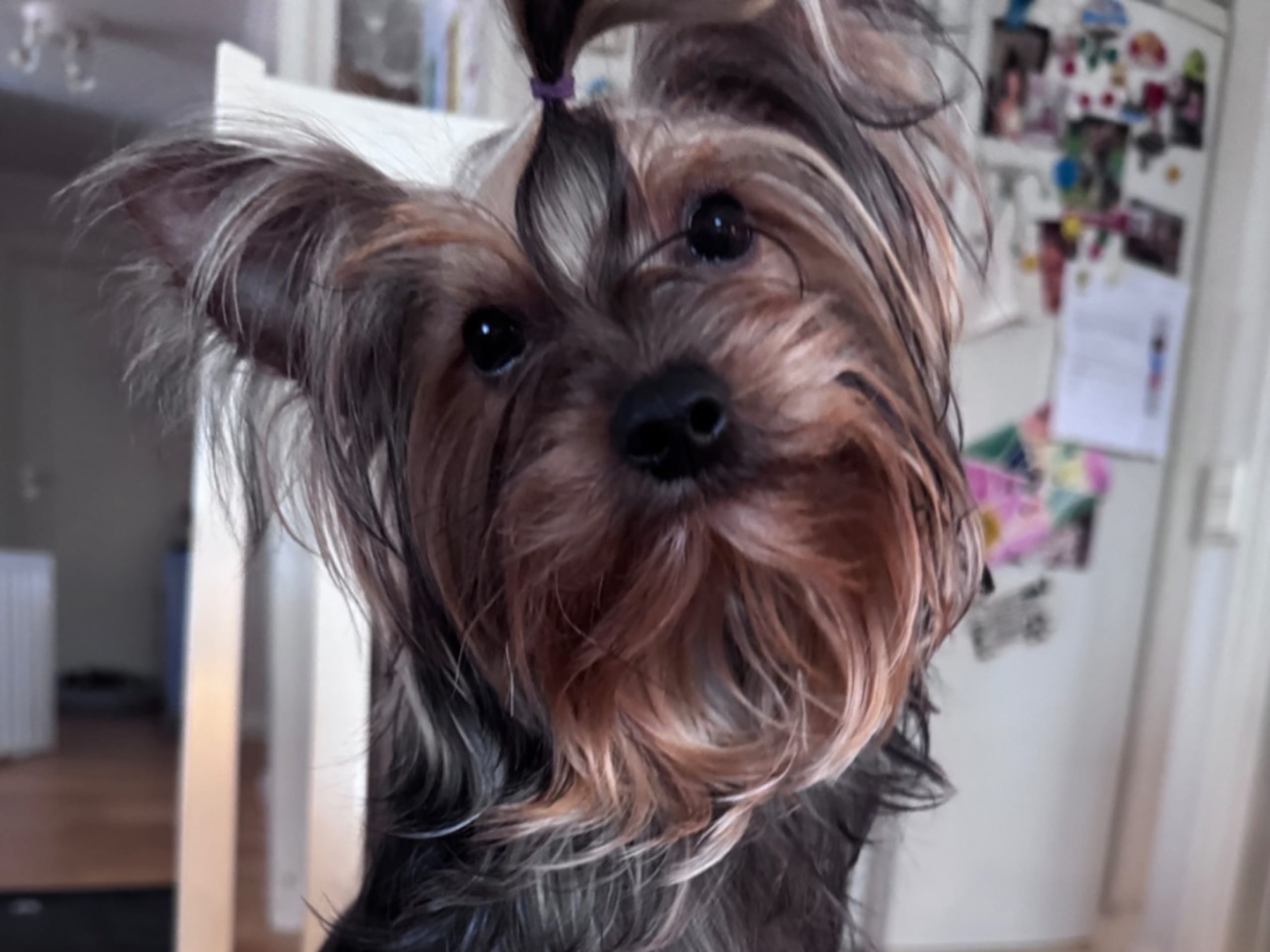 Yorkshire terrier · örebro · Augusta Star’s