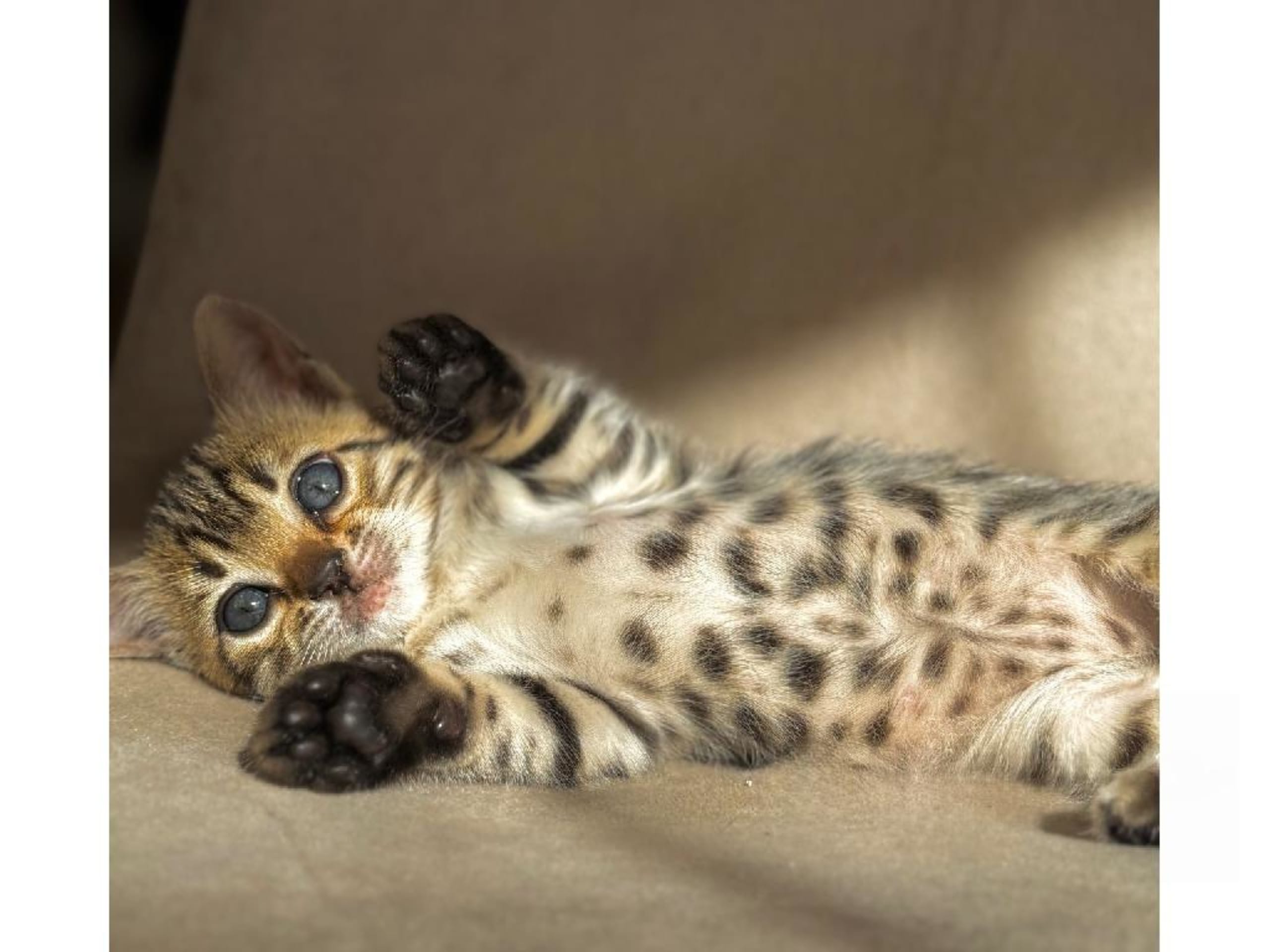 Bengal
