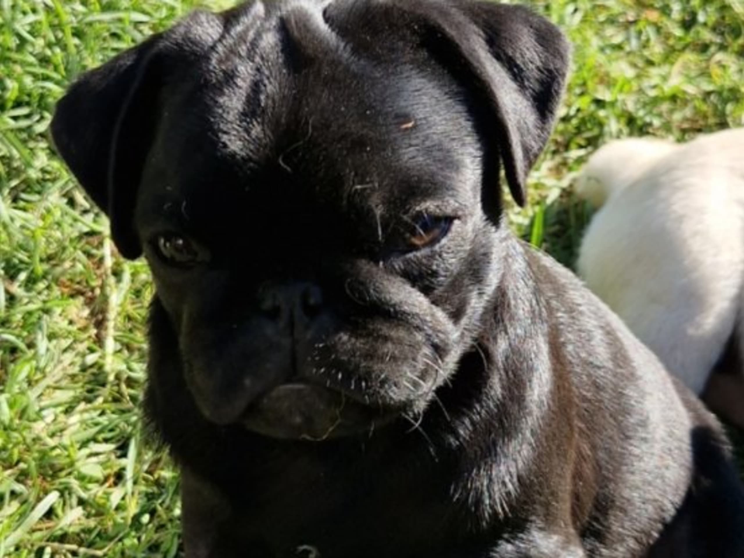 Mops
