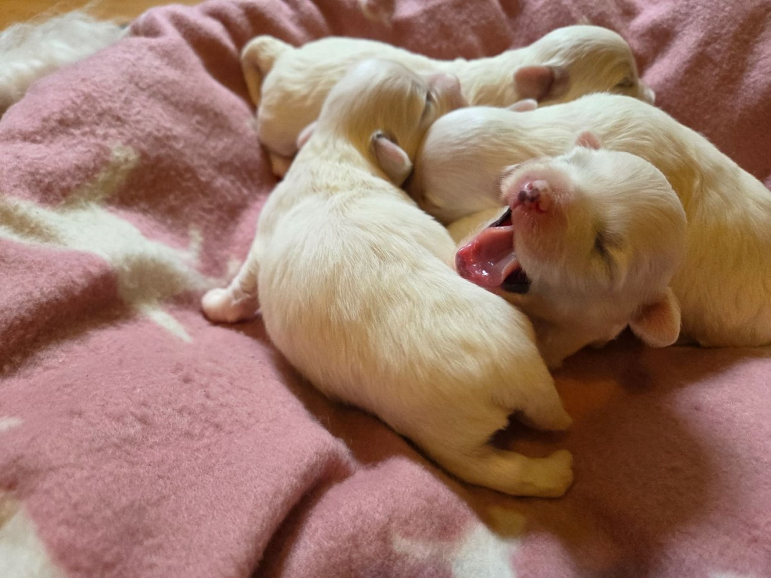 Coton de tulear · Lammhult · Cottelyckans