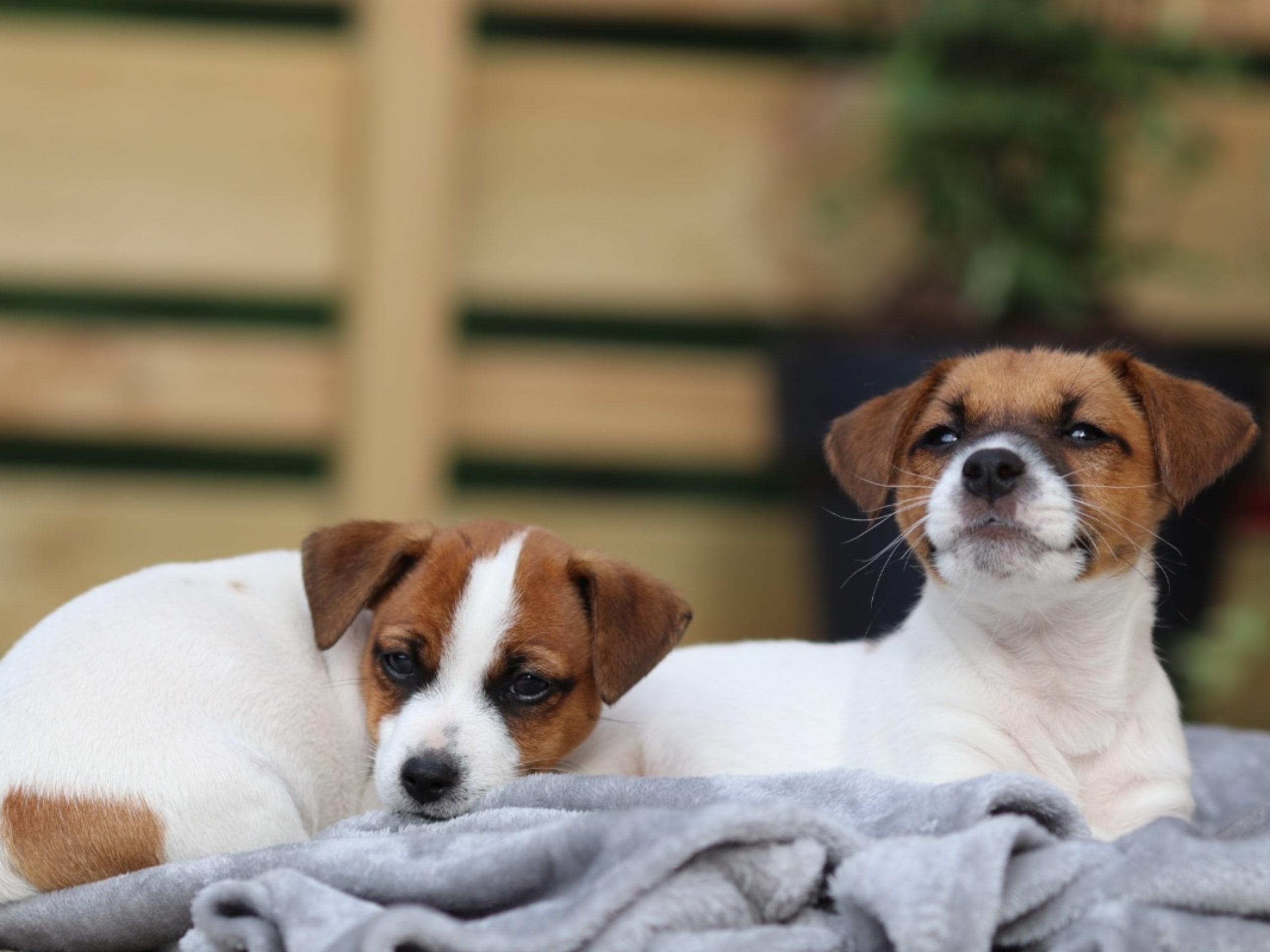 Jack russell terrier