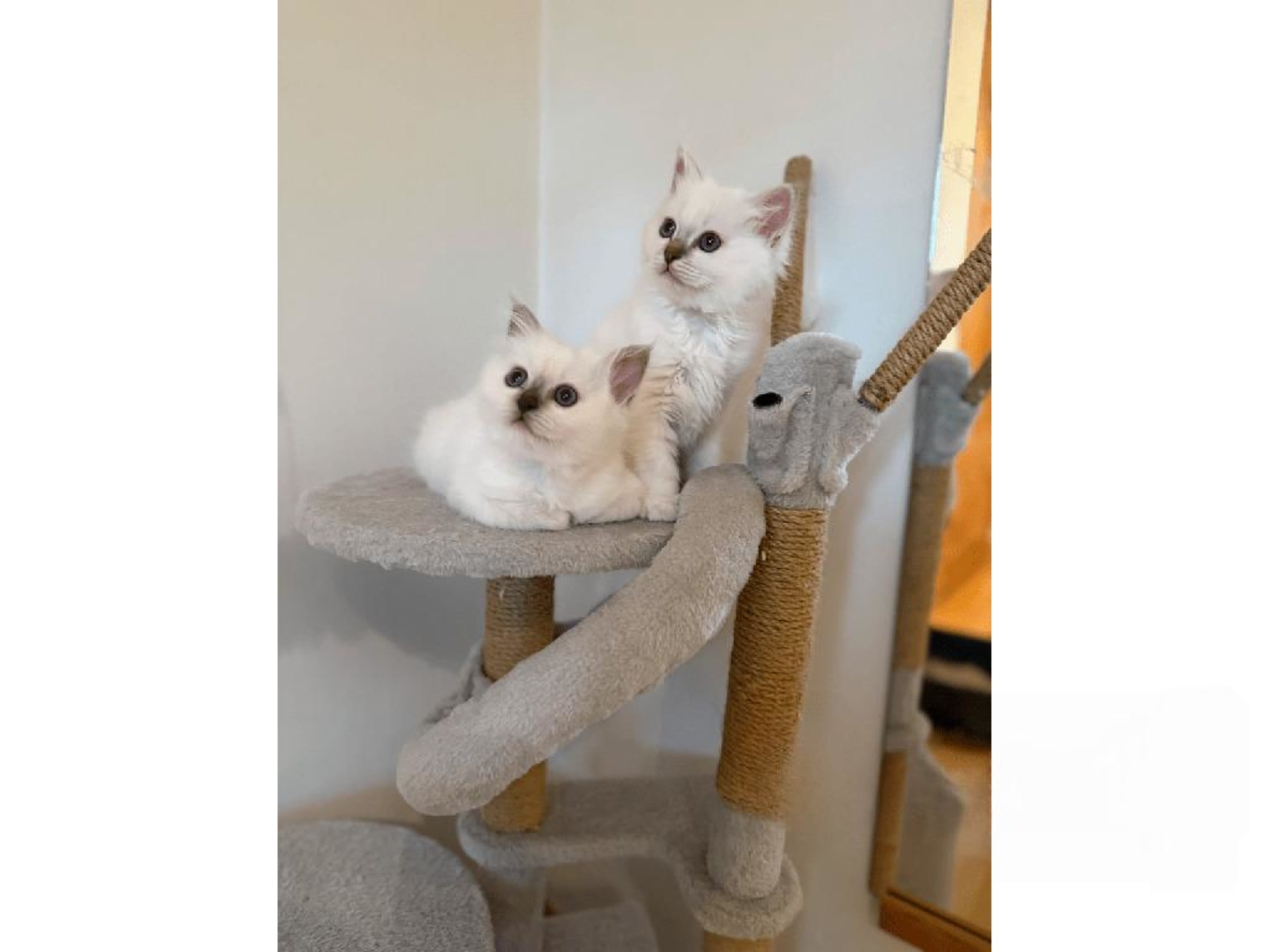 Helig birma · Eslöv · SE*DiddlyPawsFarm