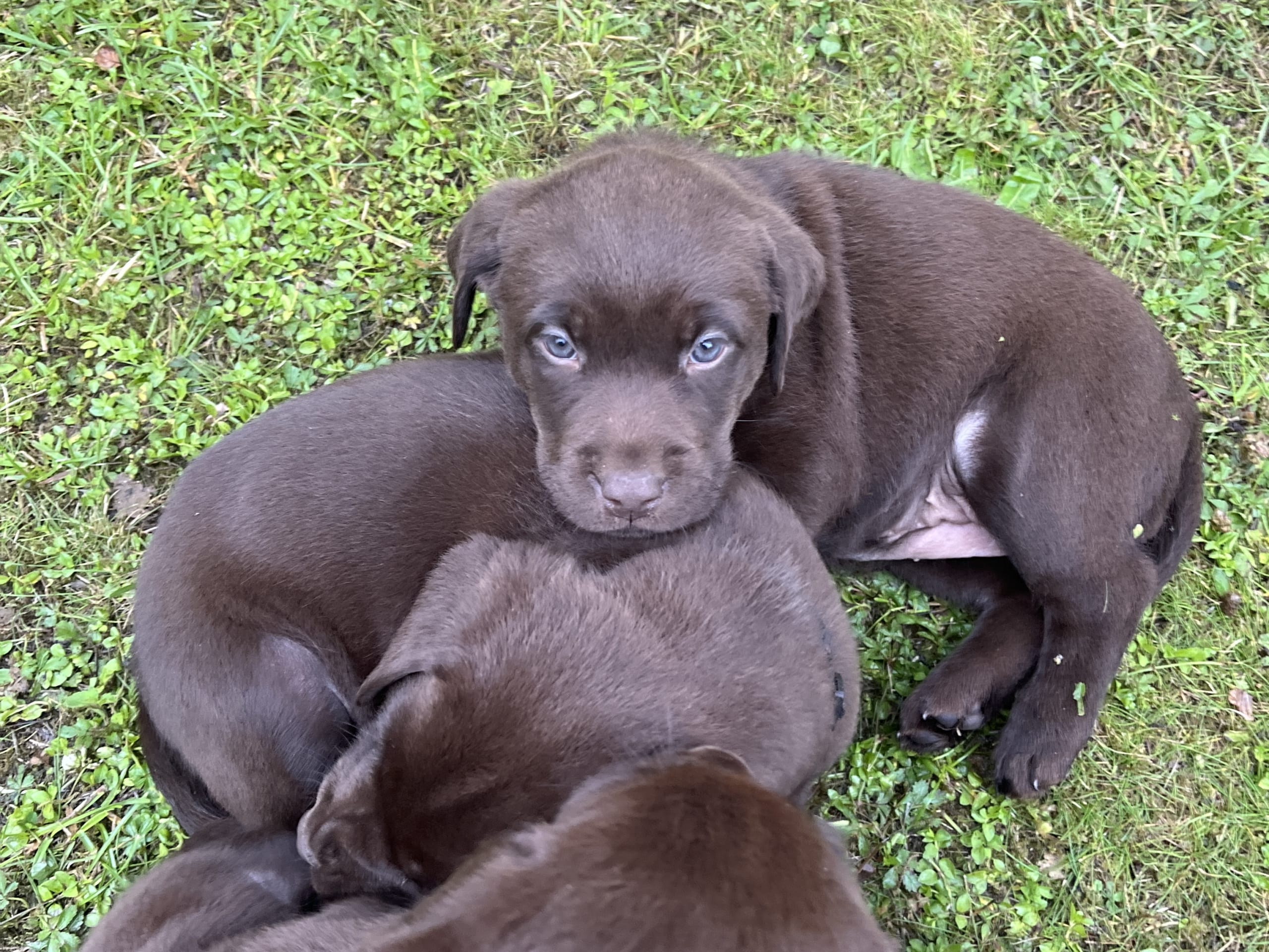 Labrador retriever