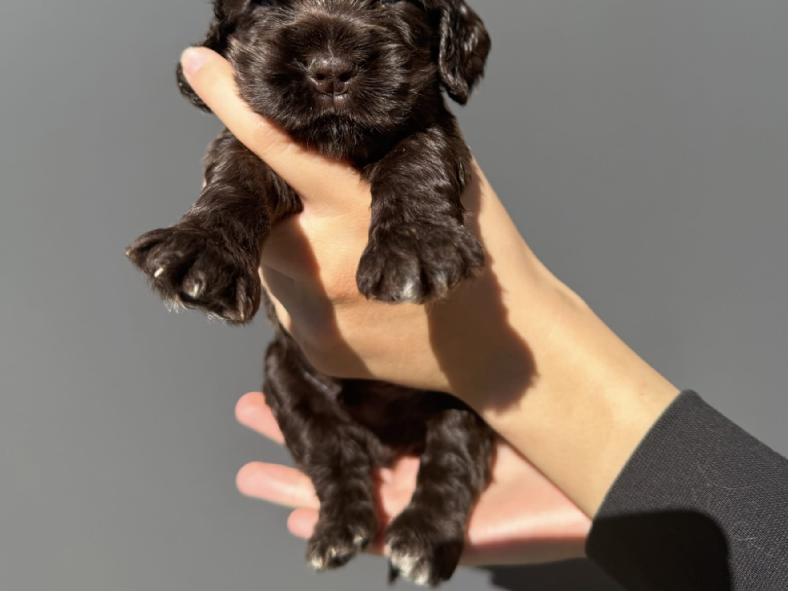 Cocker spaniel · Helsingborg · Sofie F.
