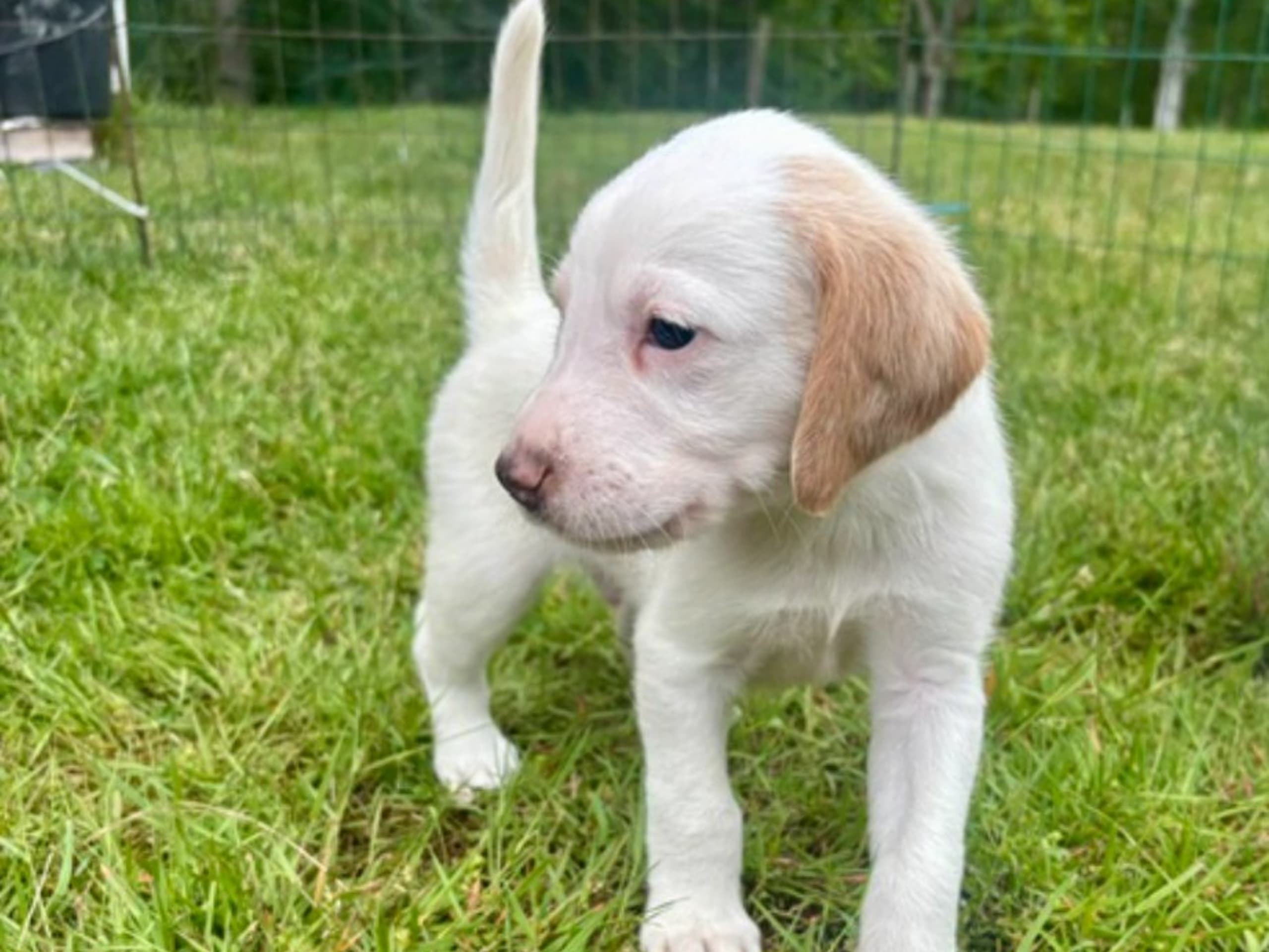 American Foxhound · Boxholm · Boxholmsjägarens
