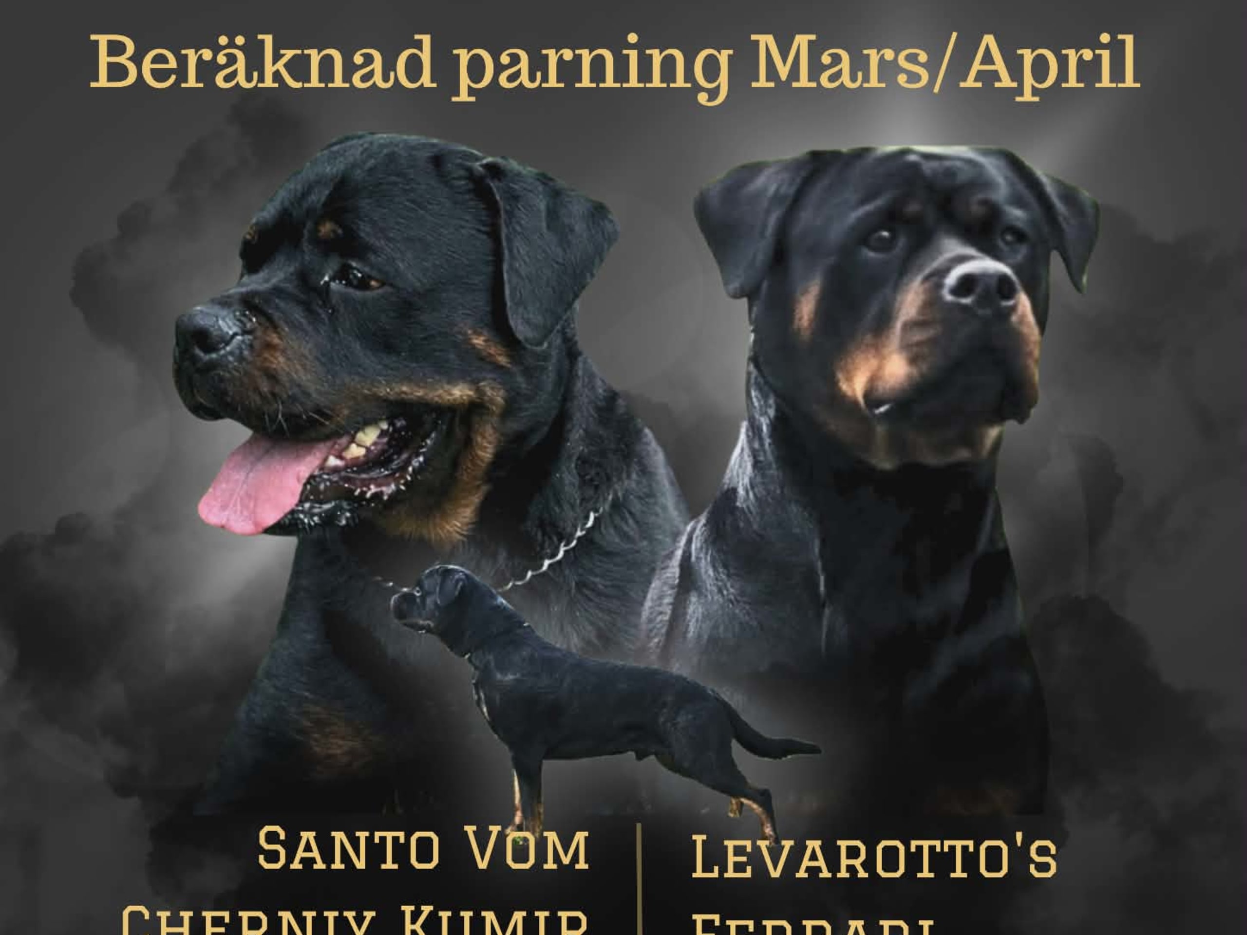 Rottweiler