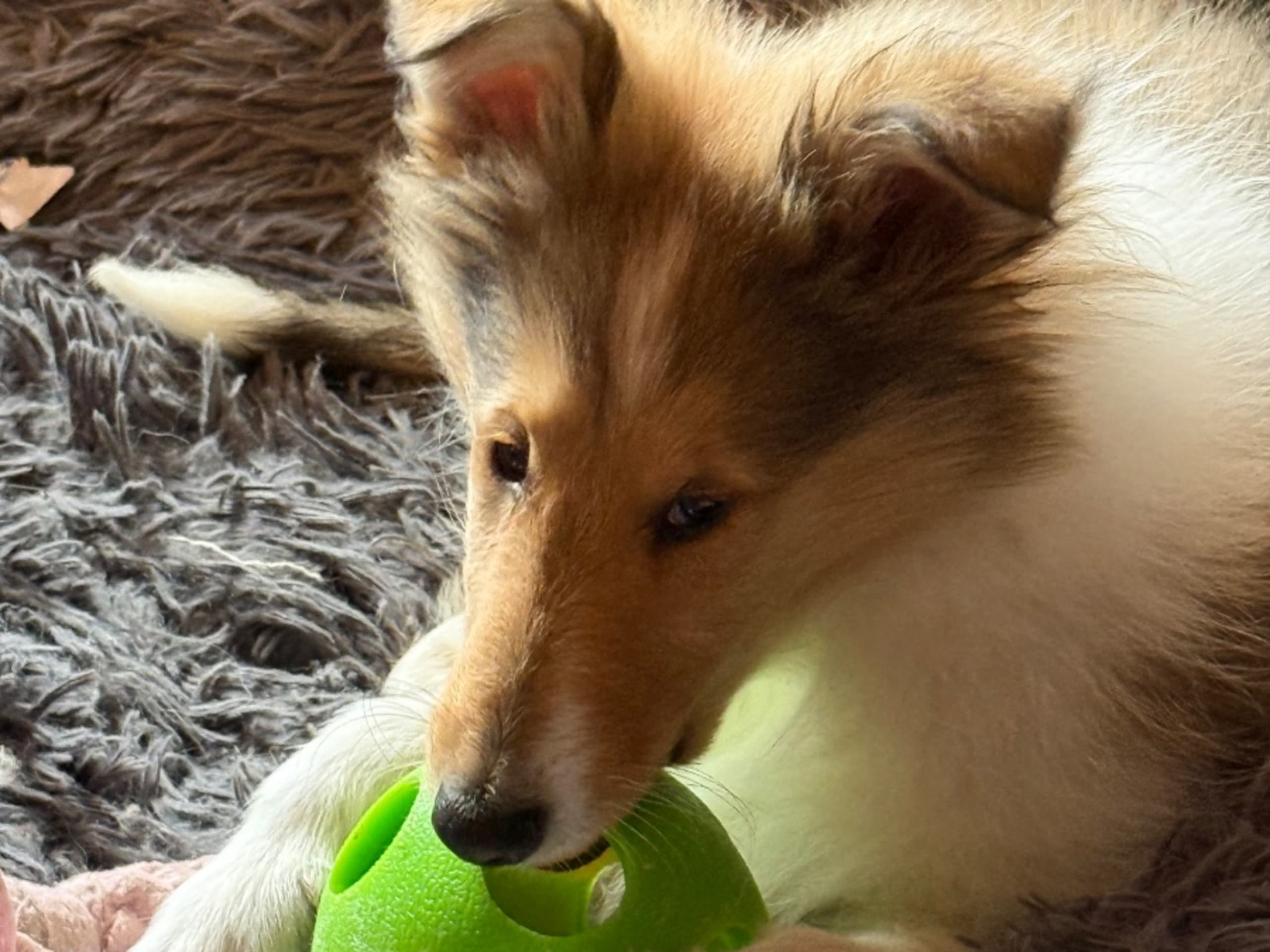 Collie · Trädet · Queenheloise