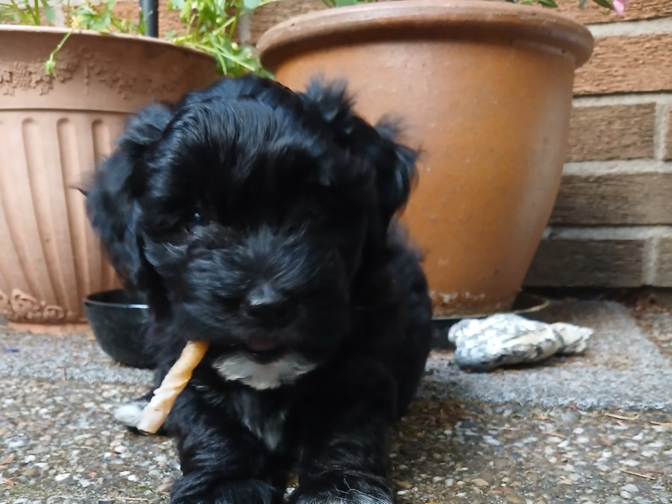 Bichon havanais · Veberöd · Hedbergs Härliga