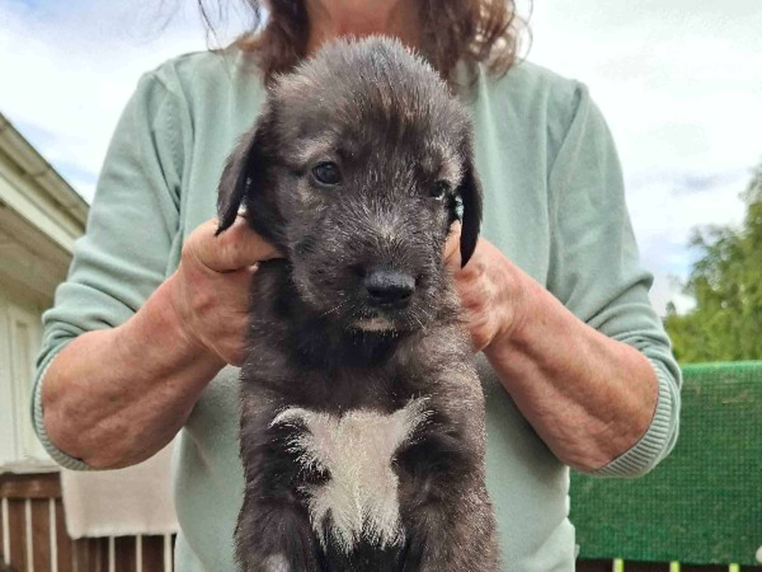 Irish Wolfhound · Åsa · Manowar
