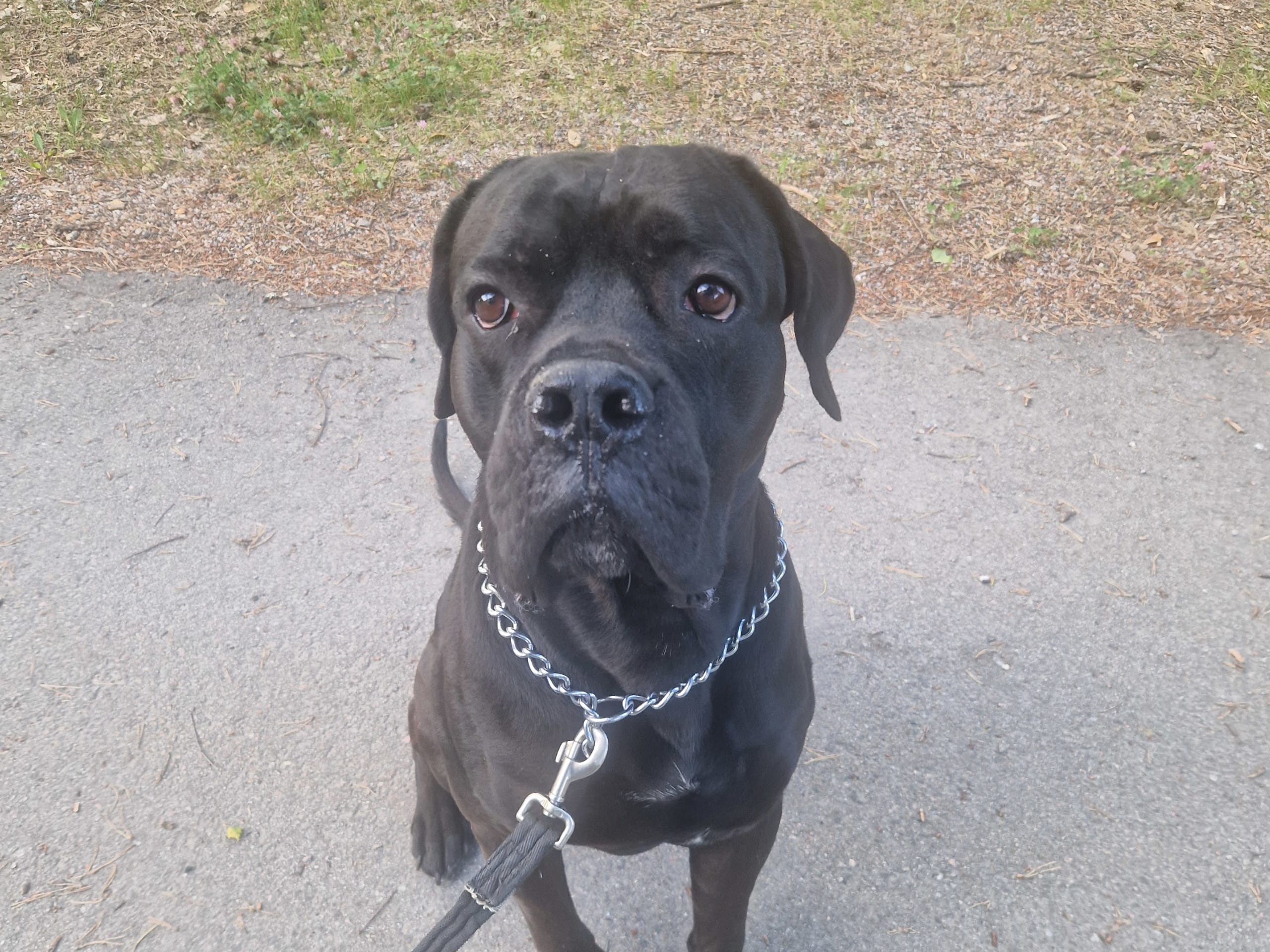 Cane corso