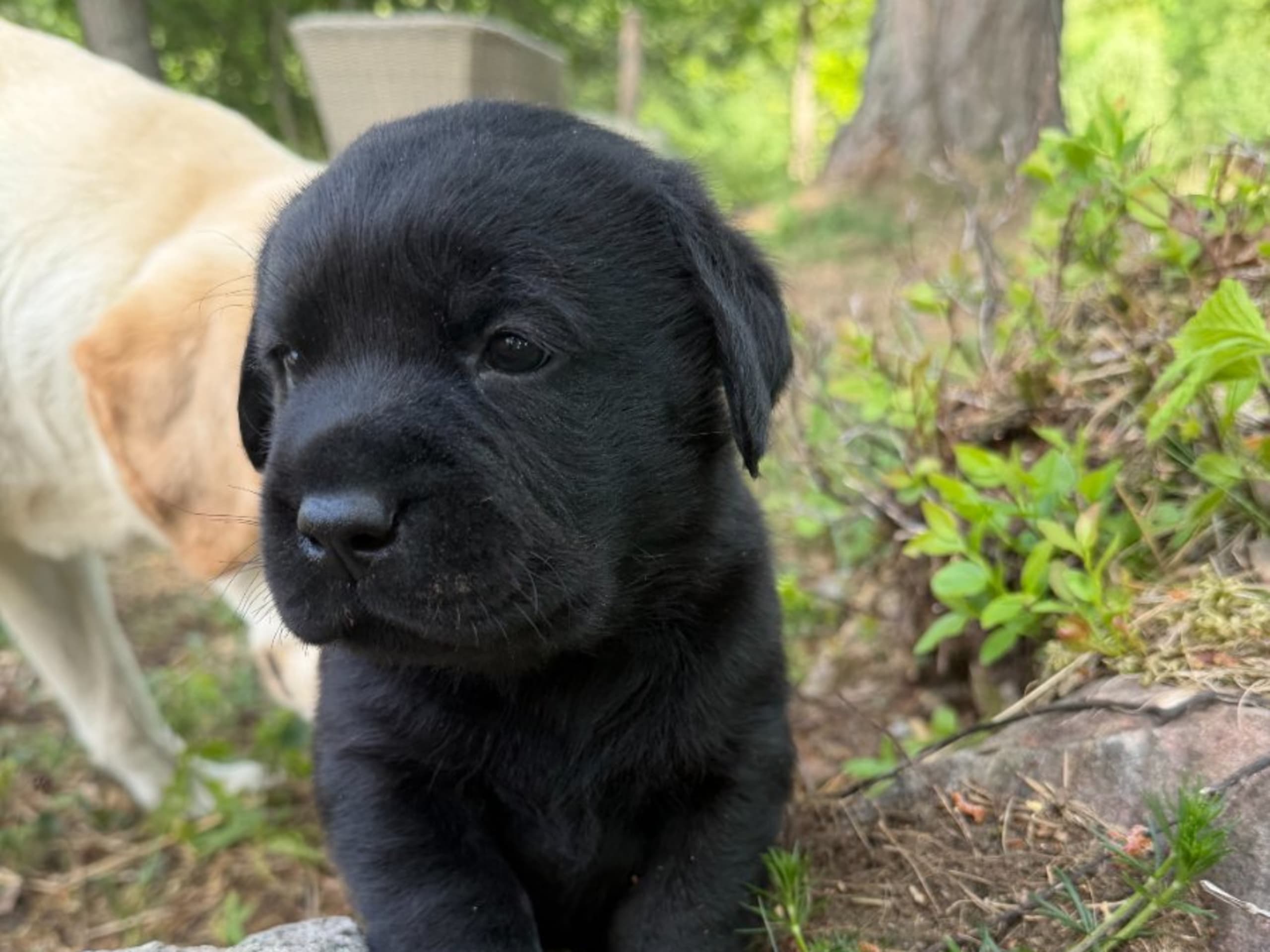 Labrador retriever · Värmdö · Kennel Eyegrip’s
