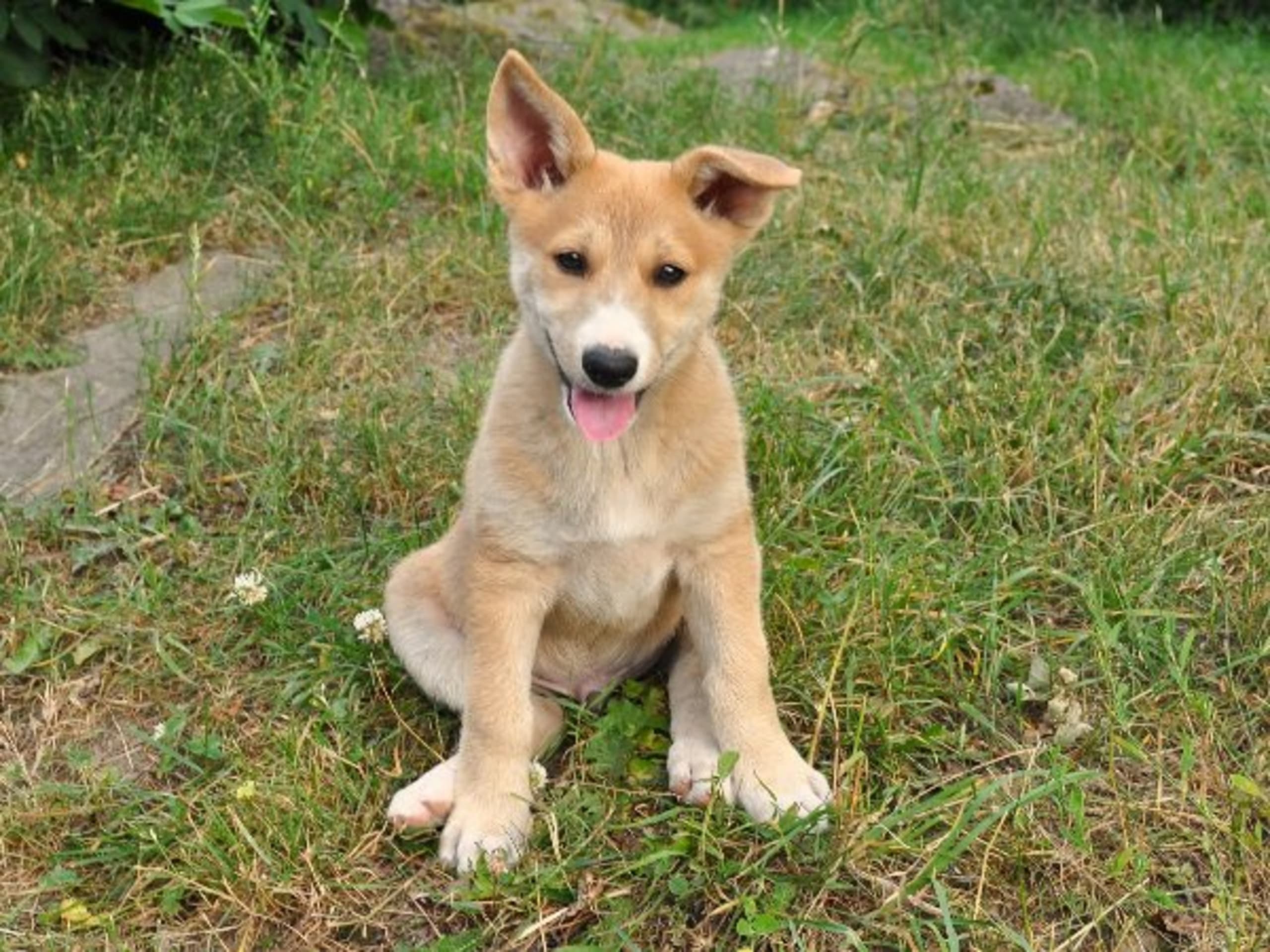 Kanaanhund · Alvesta · Chanco´s