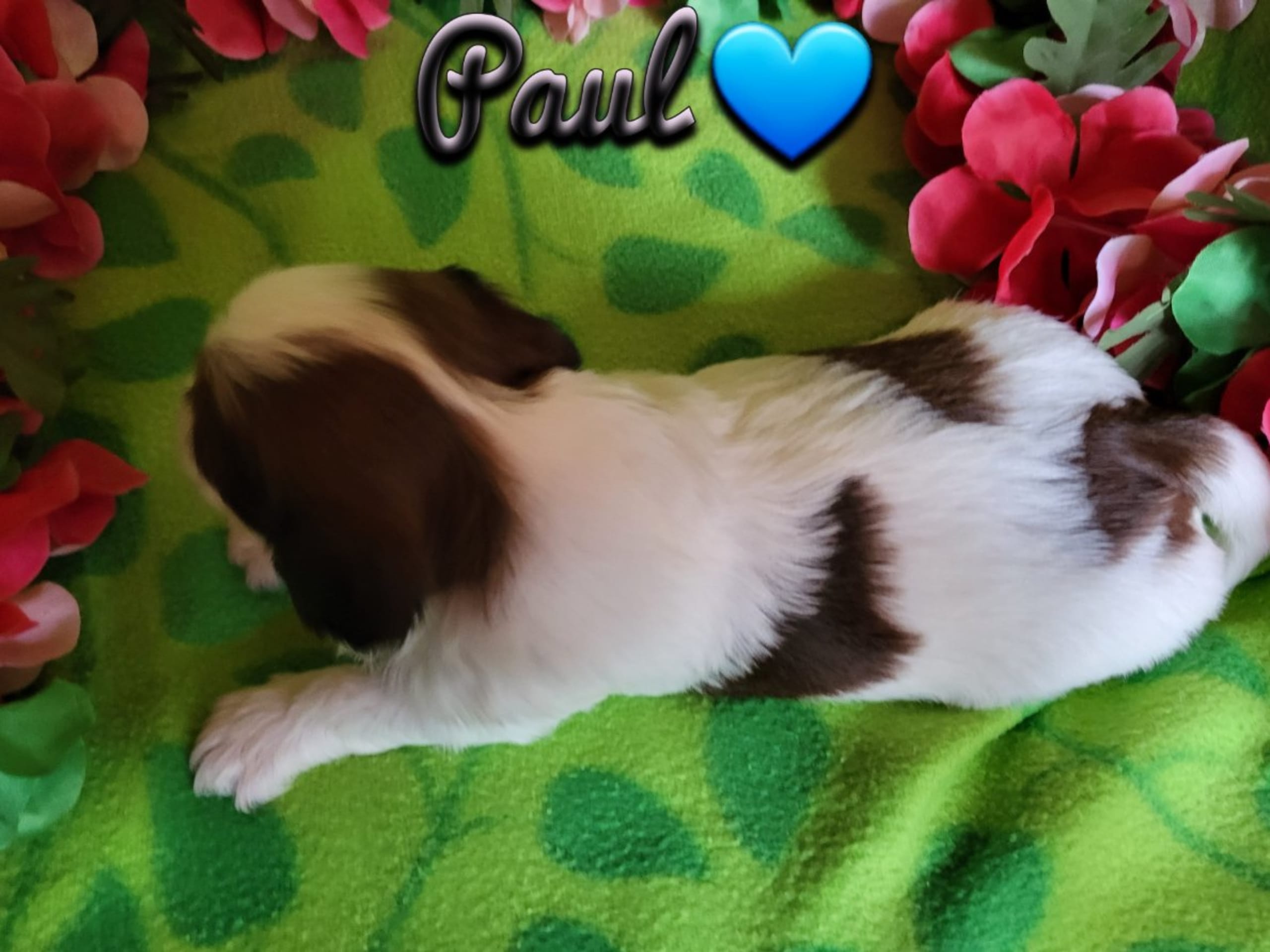 Havanese · Hjo · Wawuschelwalds