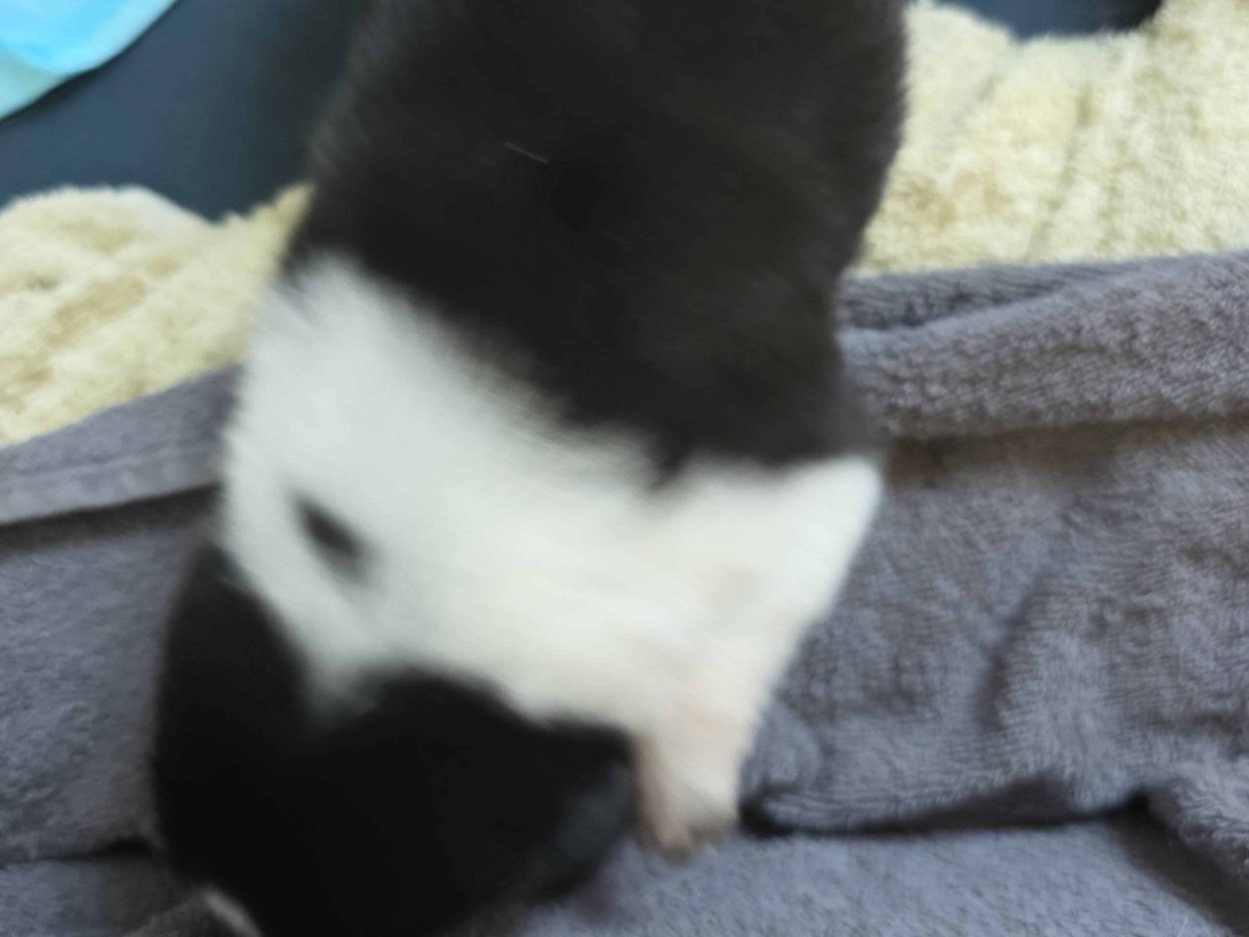 Border collie og shettland sheepdog miks · Midsund · Carola