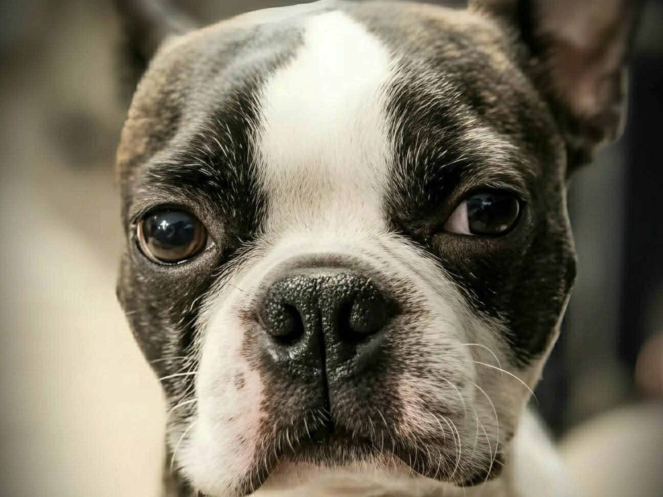Boston terrier
