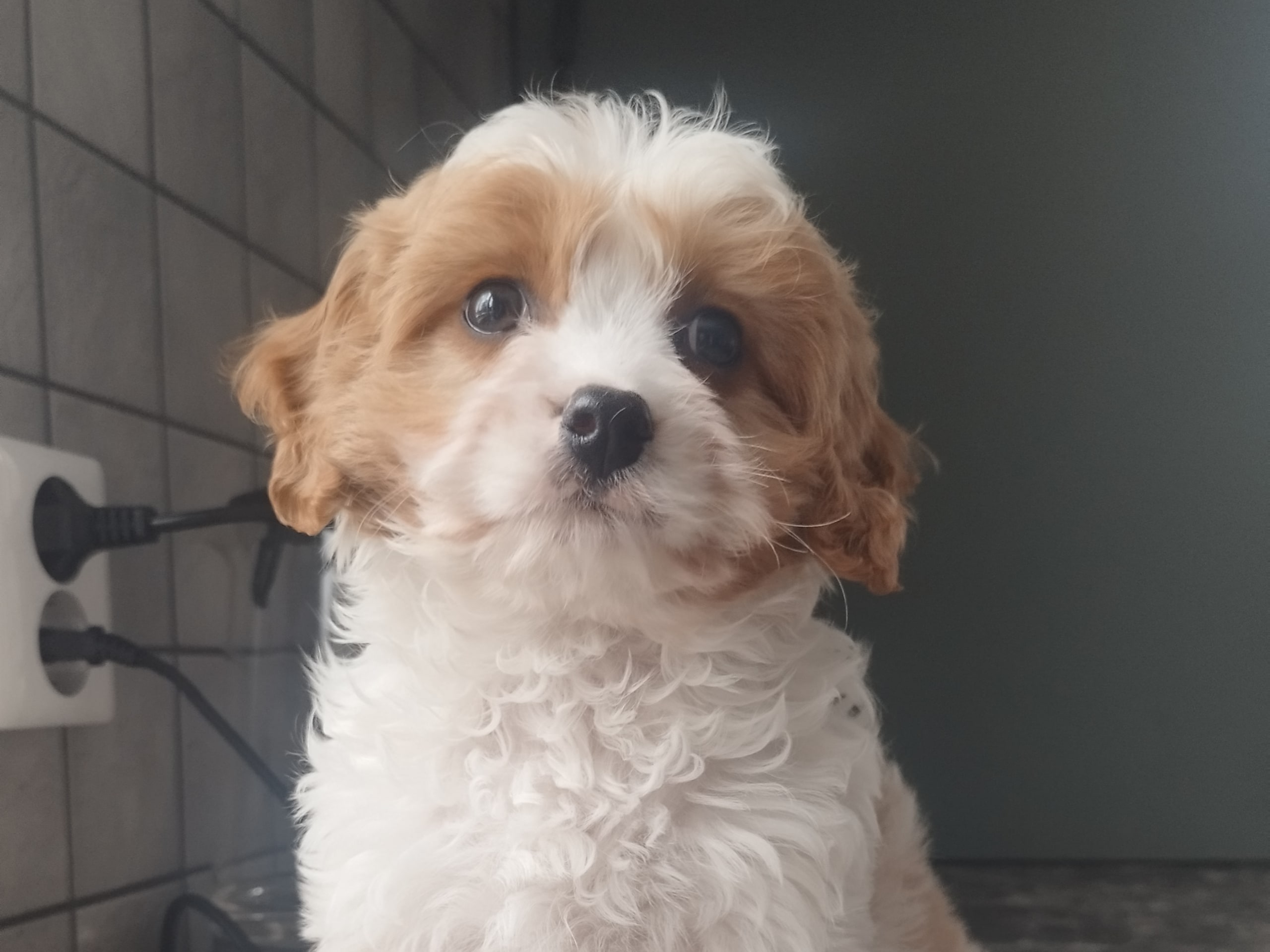 Hjortkvarns Cavapoo