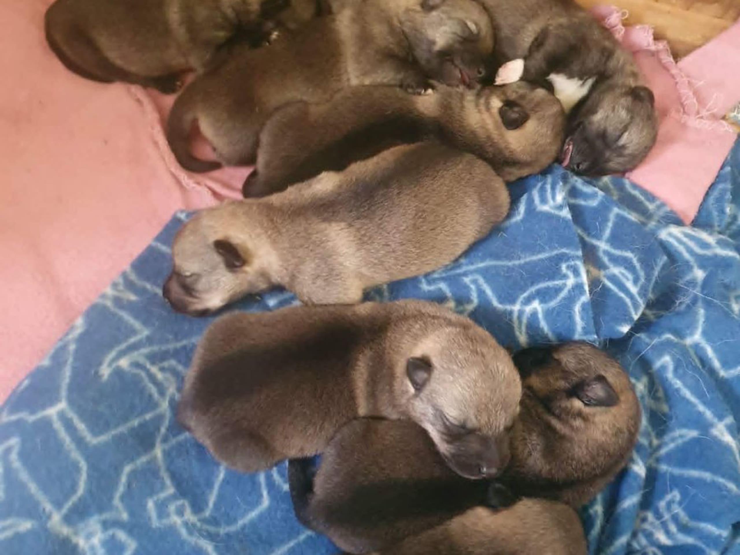 Västgötaspets · Ulricehamn · Krabbagårdens