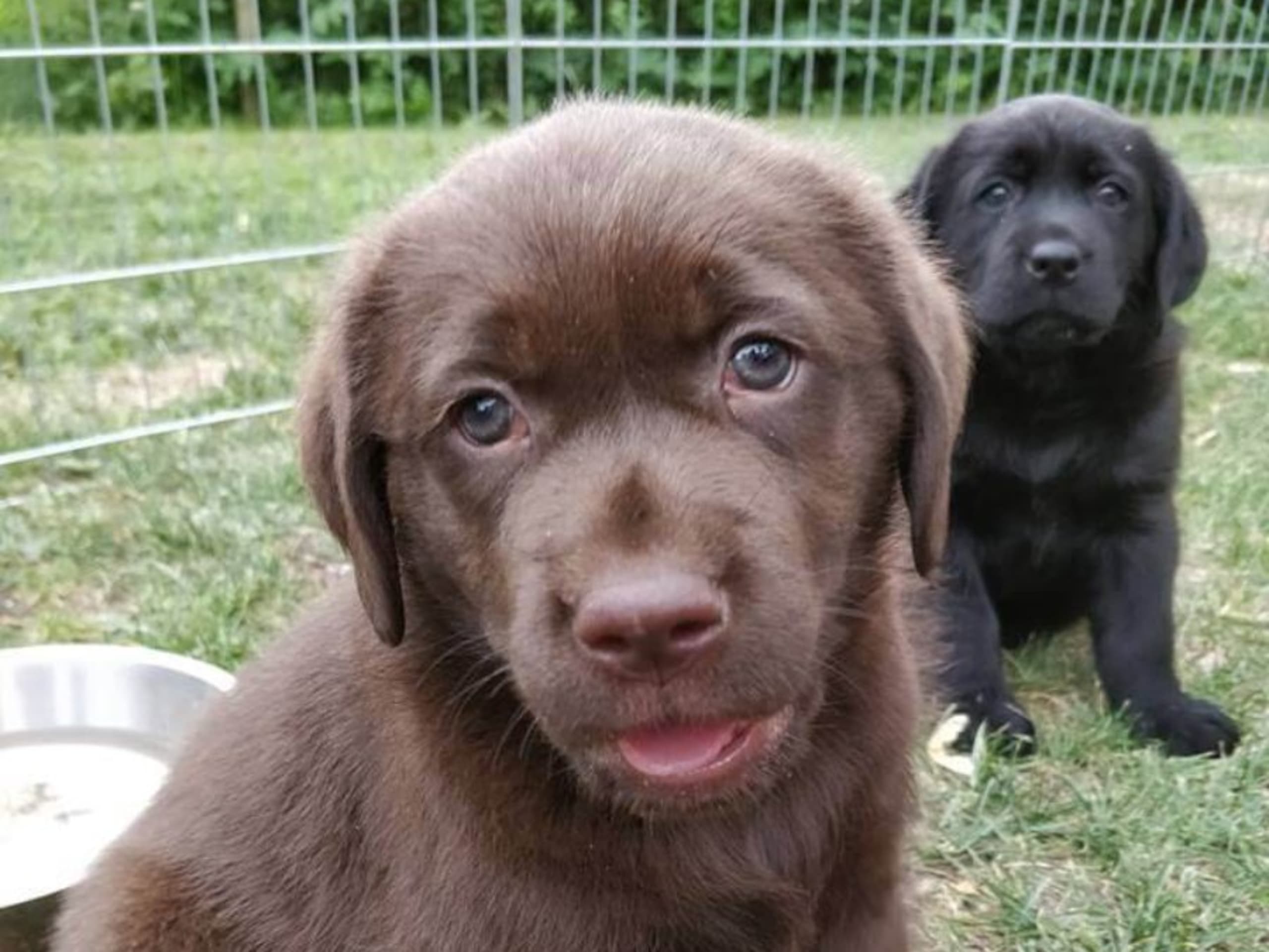 Labrador retriever · Storvreta · Hungry -Heart´s