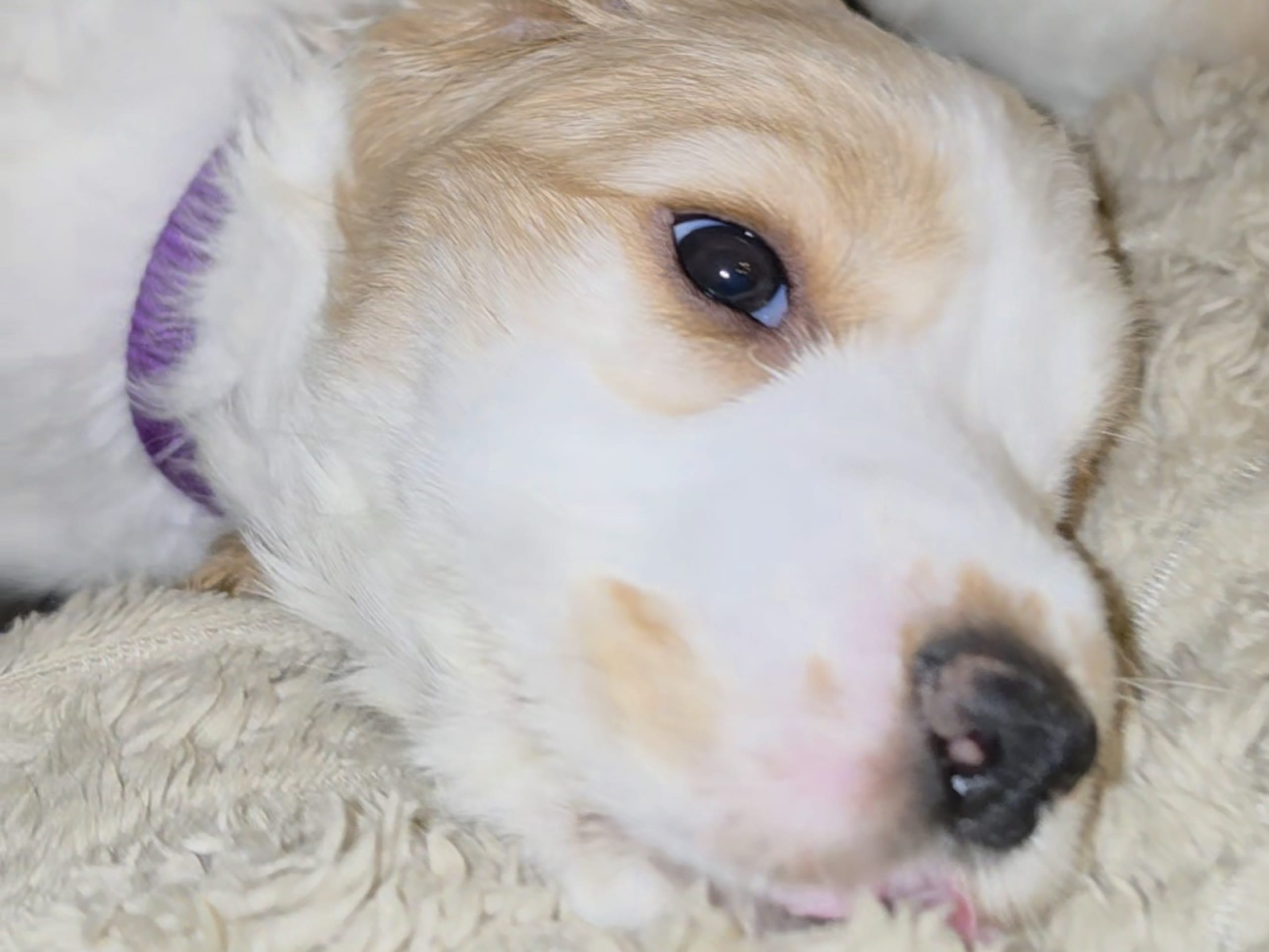 Cocker Spaniel · Södertälje · Savanah B.
