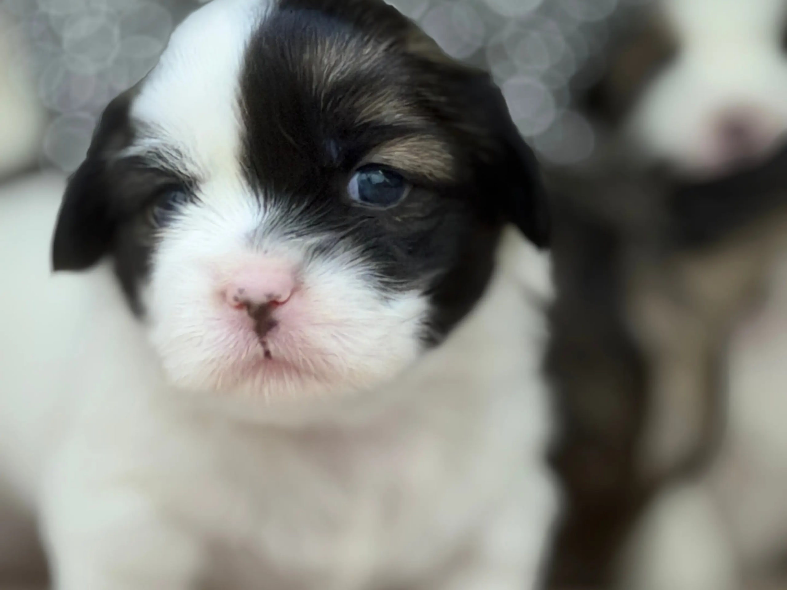 Tibetan Spaniel · Skien · Signe Cecilie Funnemark