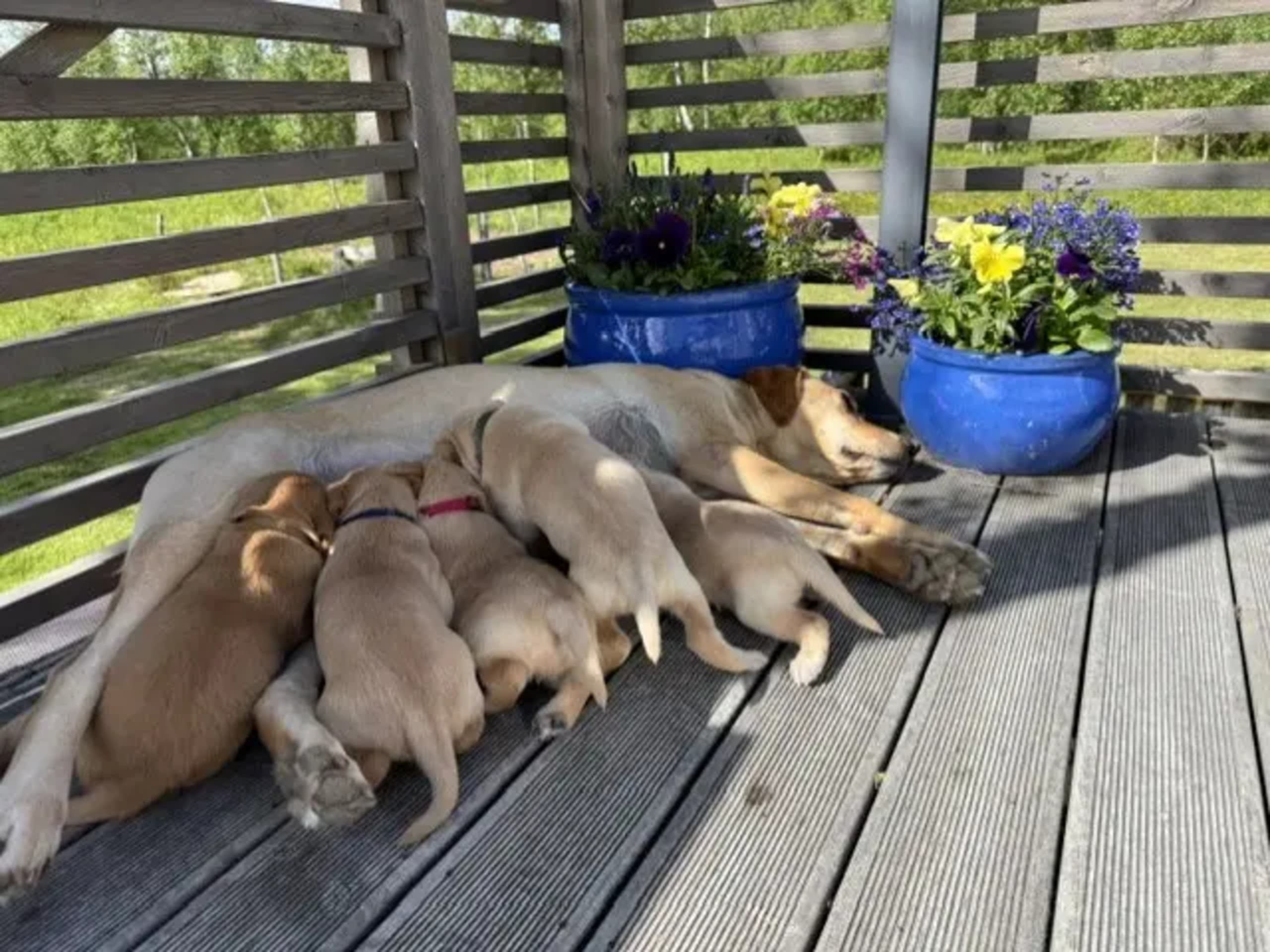 Labrador retriever · Tana · Jeaggeravdda