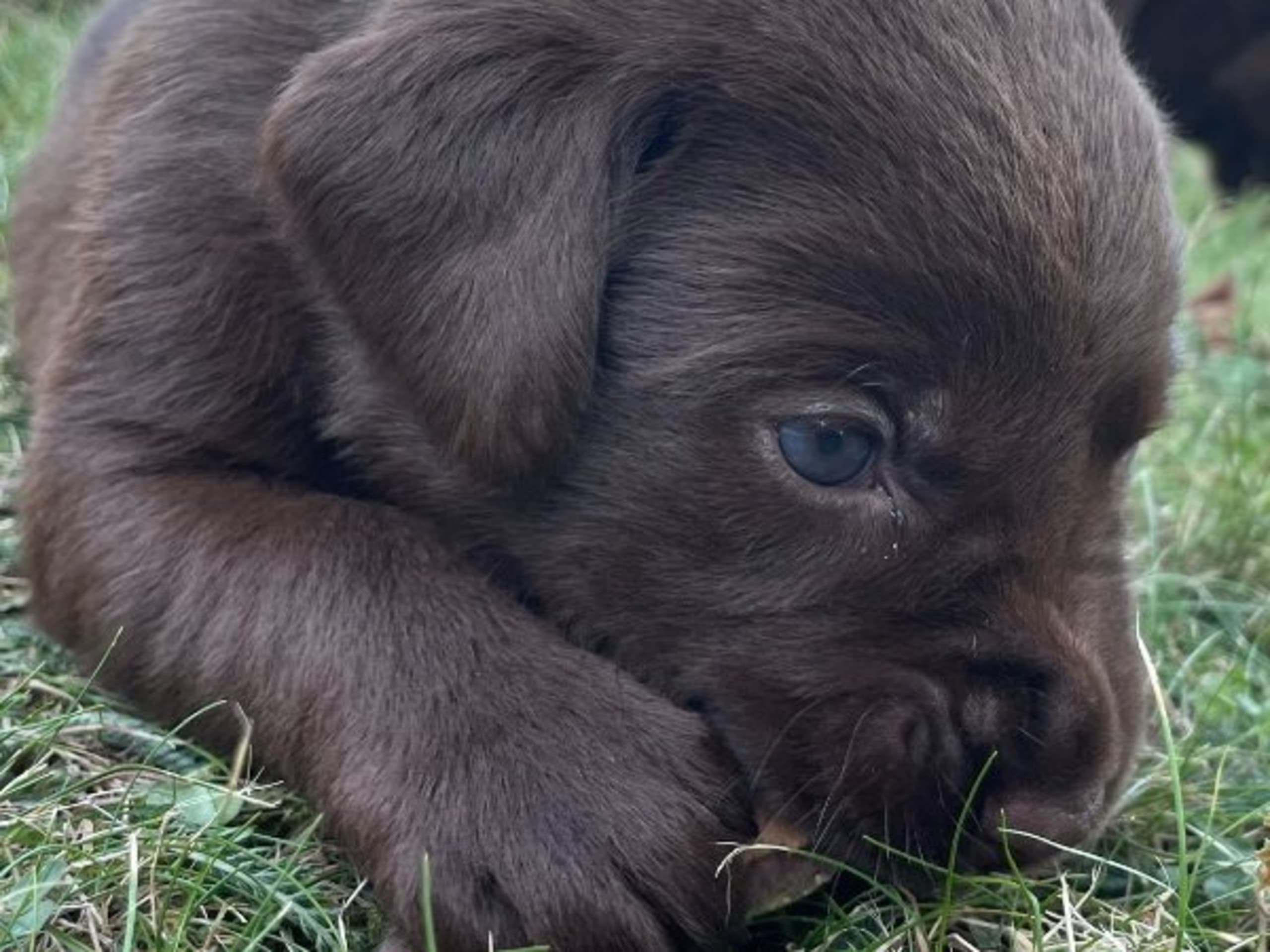 Labrador retriever · Örsundsbro · Storåns kennel