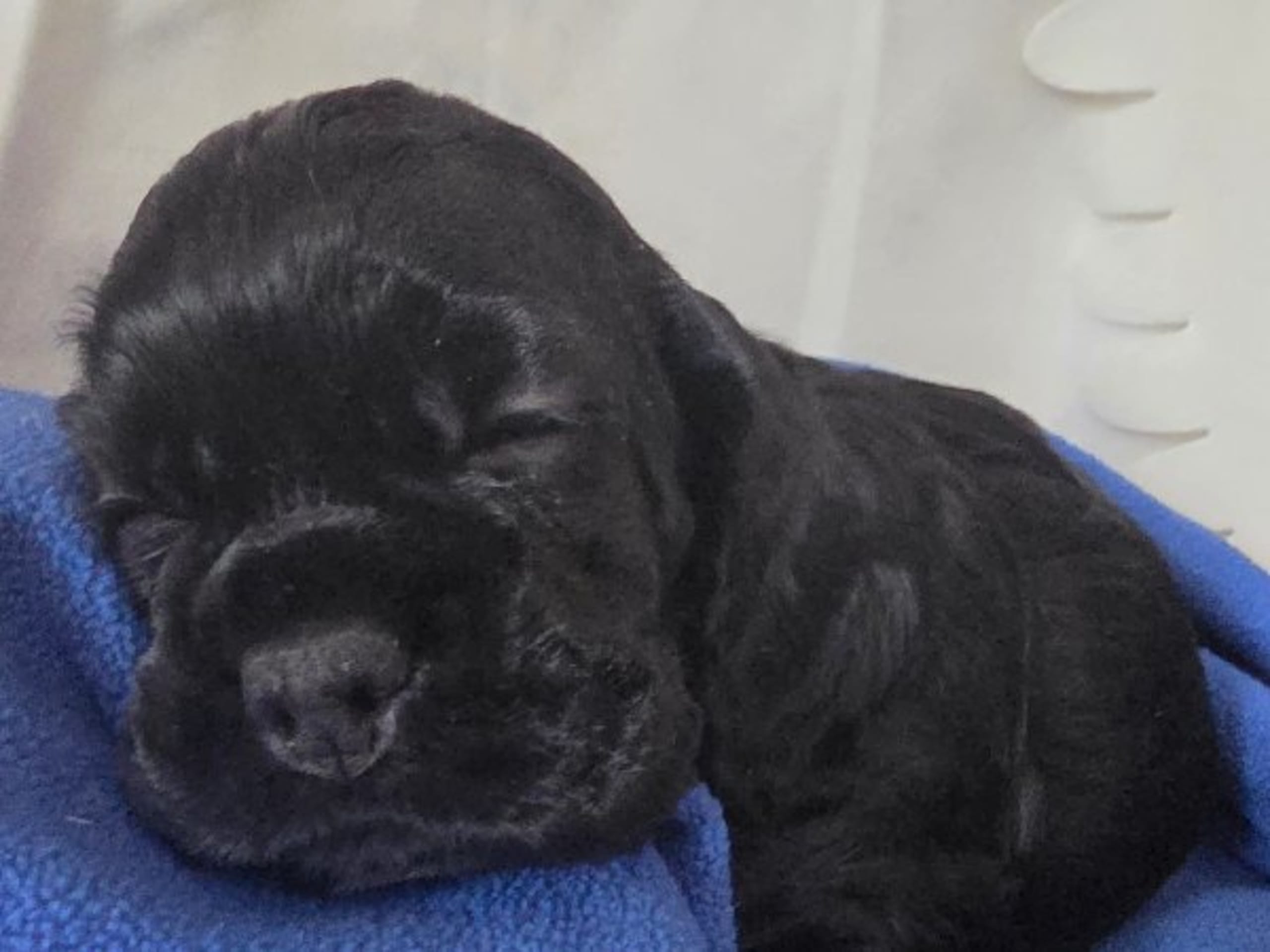 Amerikansk cocker spaniel · Bottnaryd · De La Pi's