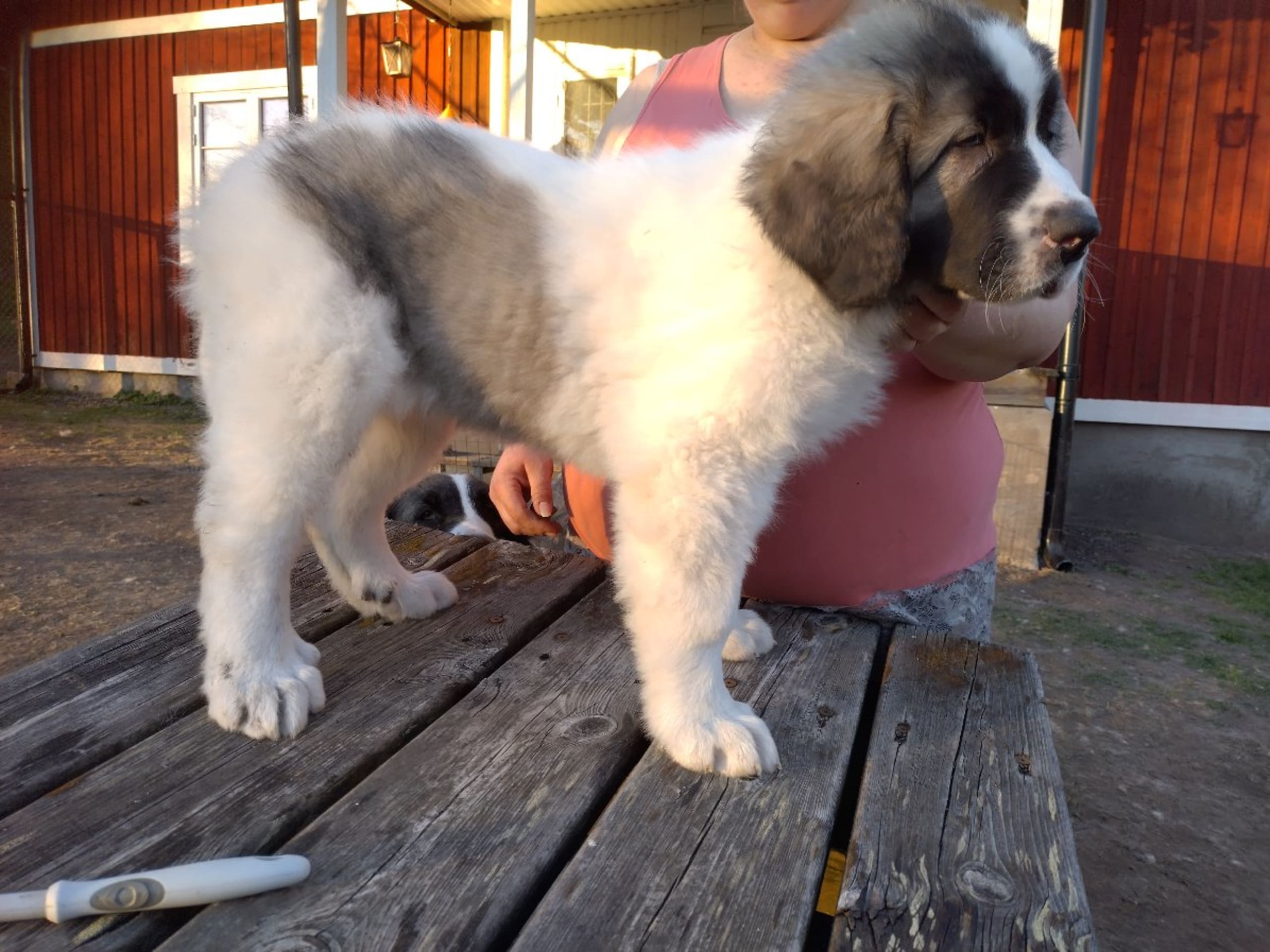Pyrenean Mastiff · Grängesberg · Dulanilo's